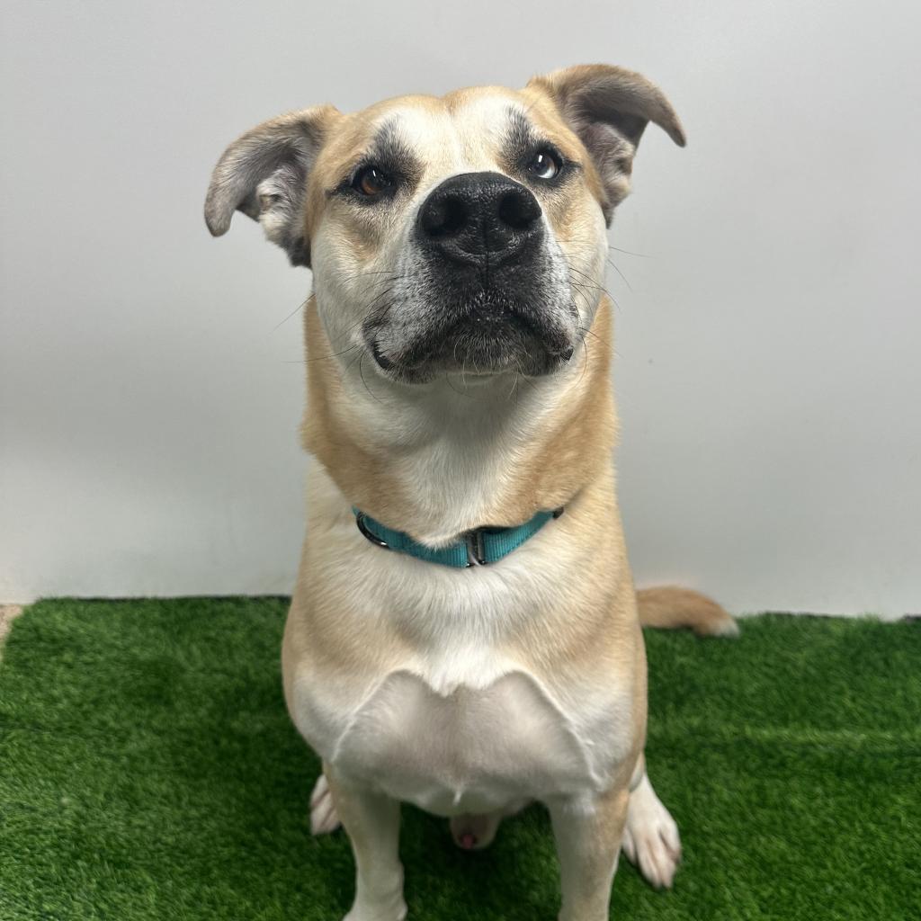 Enlarge Bowie aka Bo, a Adoptable mixed breed in Columbia, MO image 4/6