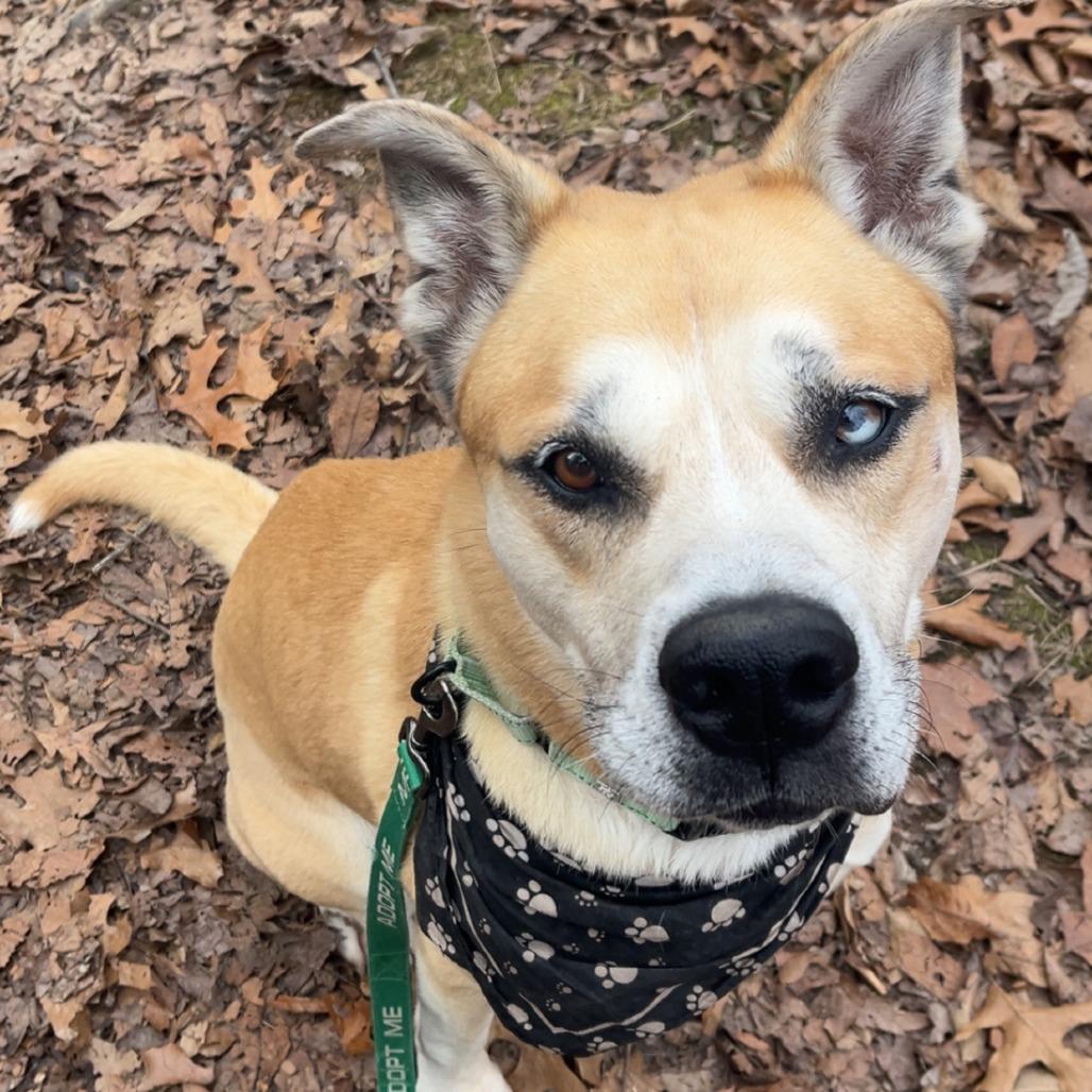 Enlarge Bowie aka Bo, a Adoptable mixed breed in Columbia, MO image 5/6
