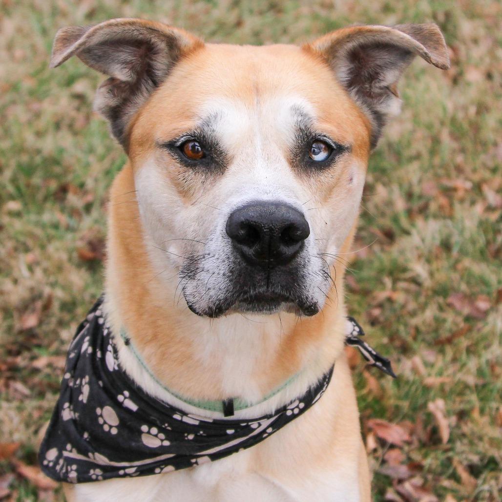Enlarge Bowie aka Bo, a Adoptable mixed breed in Columbia, MO image 6/6