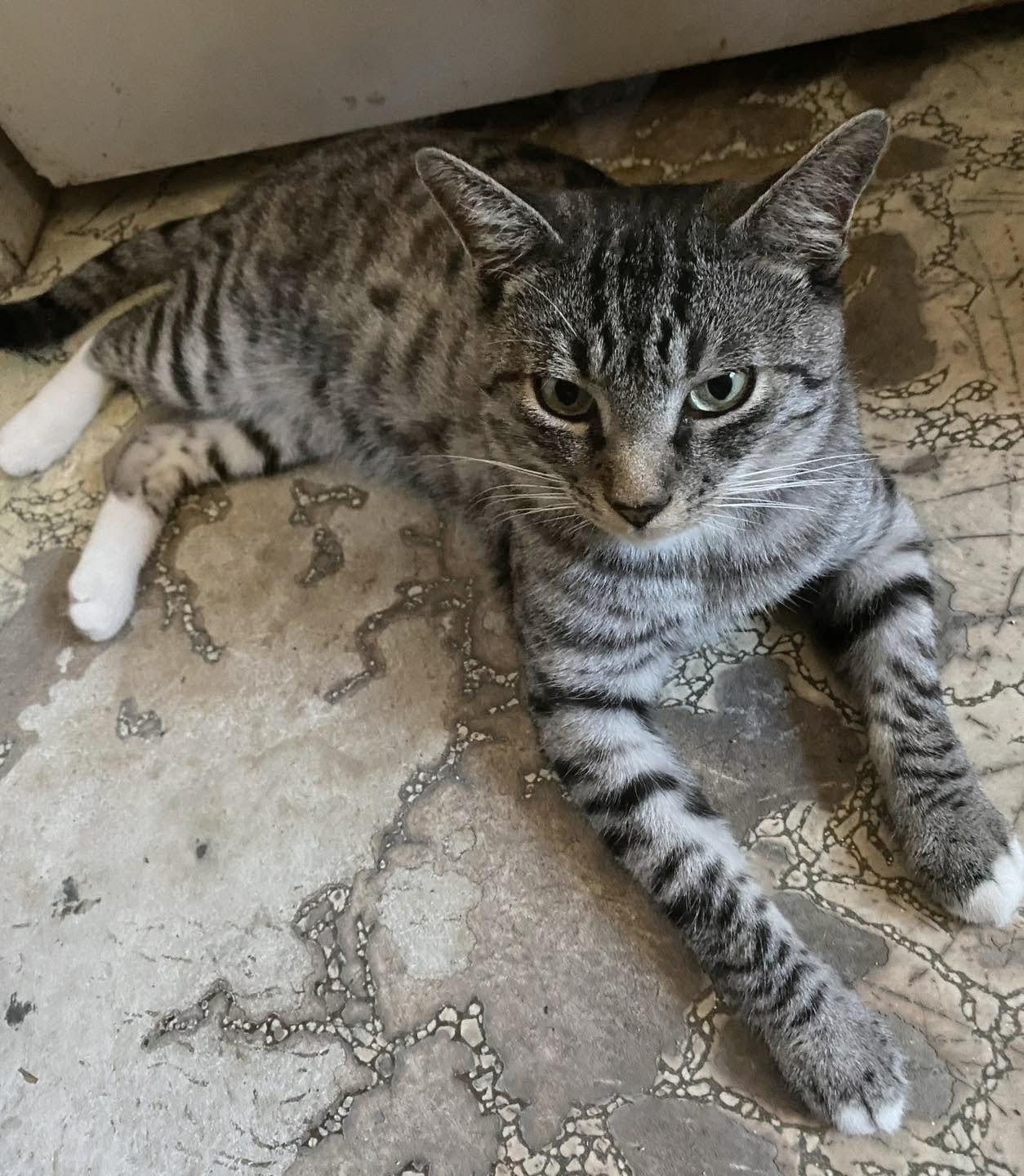 Sweet Boy - Affectionate and playful, a Adoptable Domestic Short Hair in Muskego, WI image 1/3