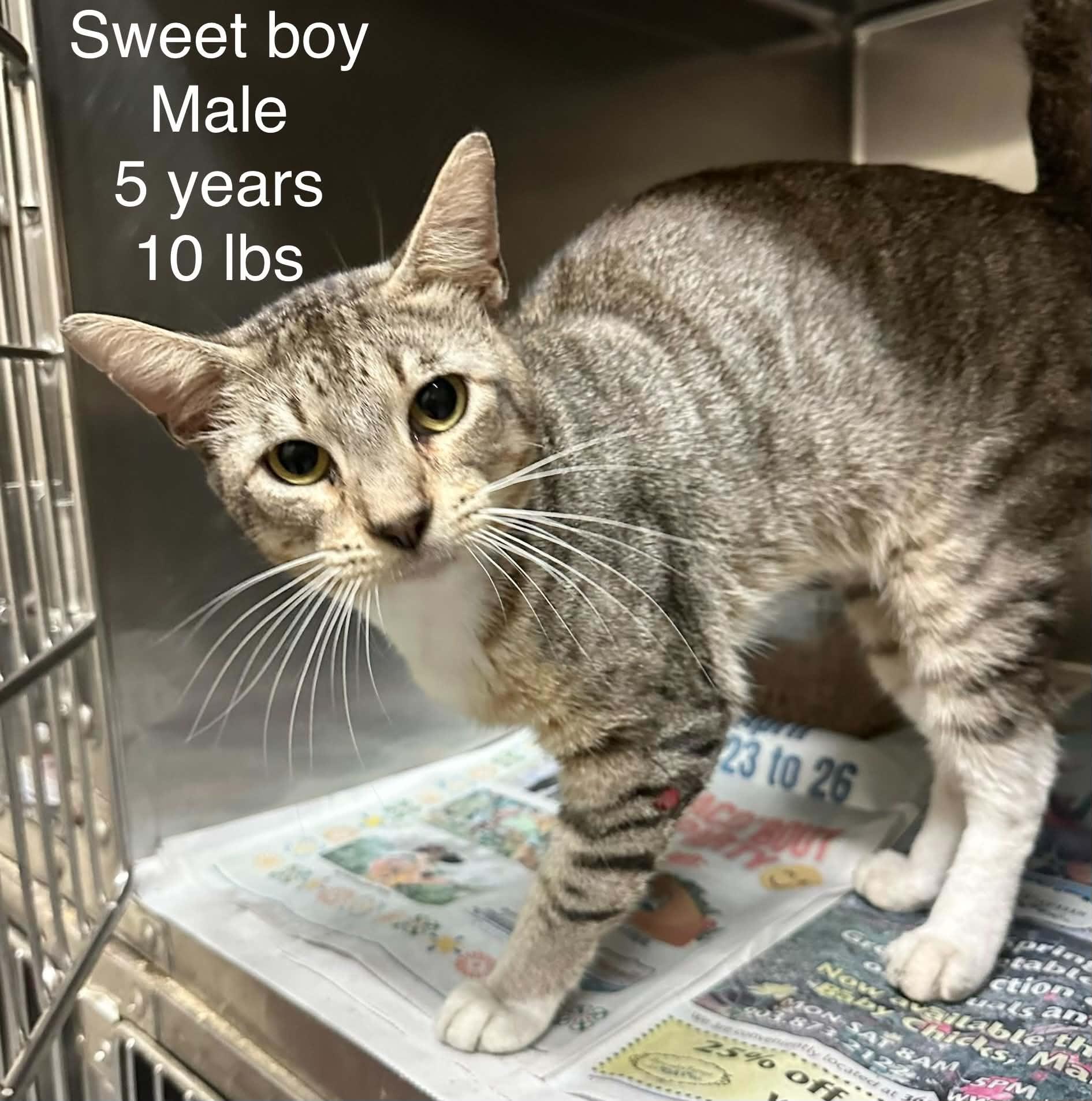 Sweet Boy - Affectionate and playful, a Adoptable Domestic Short Hair in Muskego, WI image 2/3