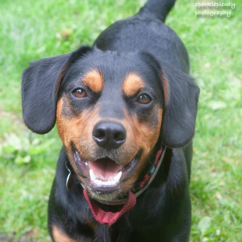 Enlarge Renny, a Adoptable Mixed Breed in Ridgefield, CT image 1/6