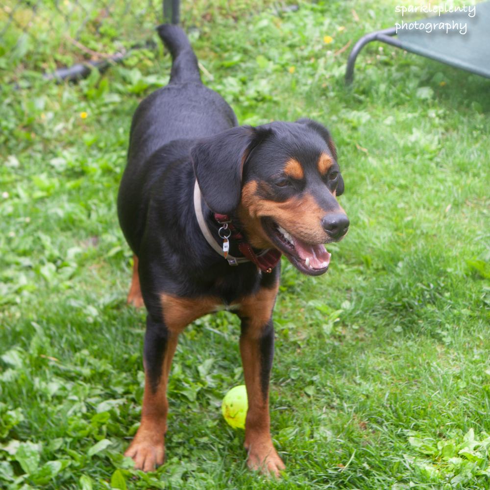 Enlarge Renny, a Adoptable Mixed Breed in Ridgefield, CT image 4/6