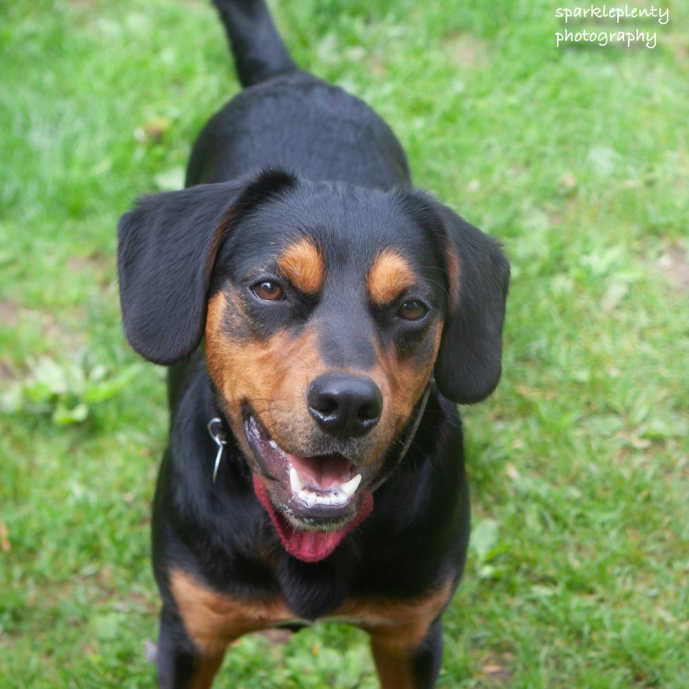 Enlarge Renny, a Adoptable Mixed Breed in Ridgefield, CT image 3/6