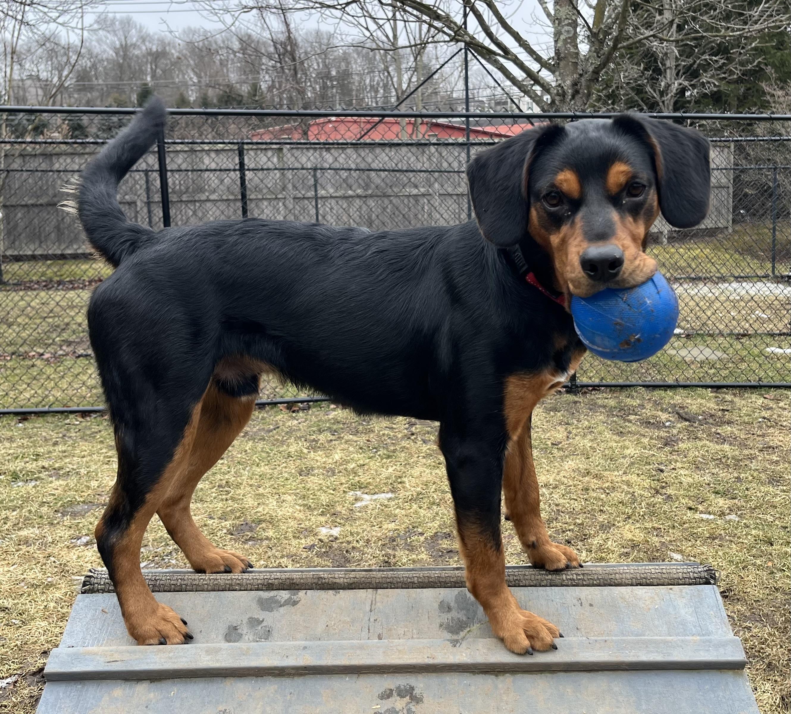 Enlarge Renny, a Adoptable Mixed Breed in Ridgefield, CT image 6/6