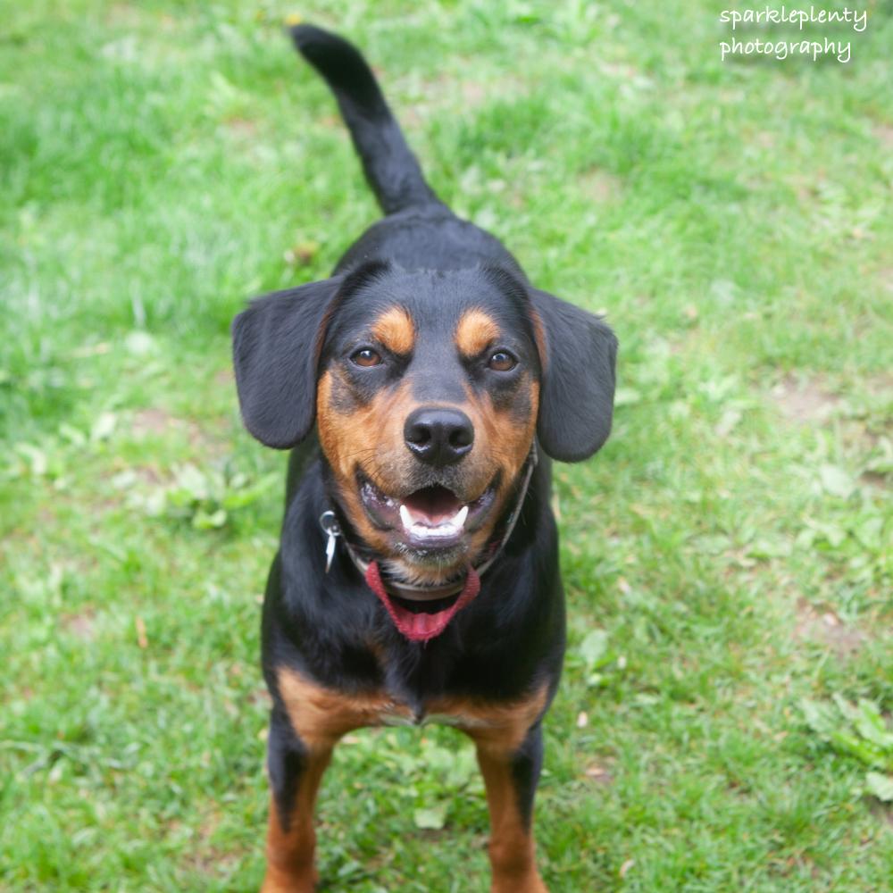 Enlarge Renny, a Adoptable Mixed Breed in Ridgefield, CT image 2/6