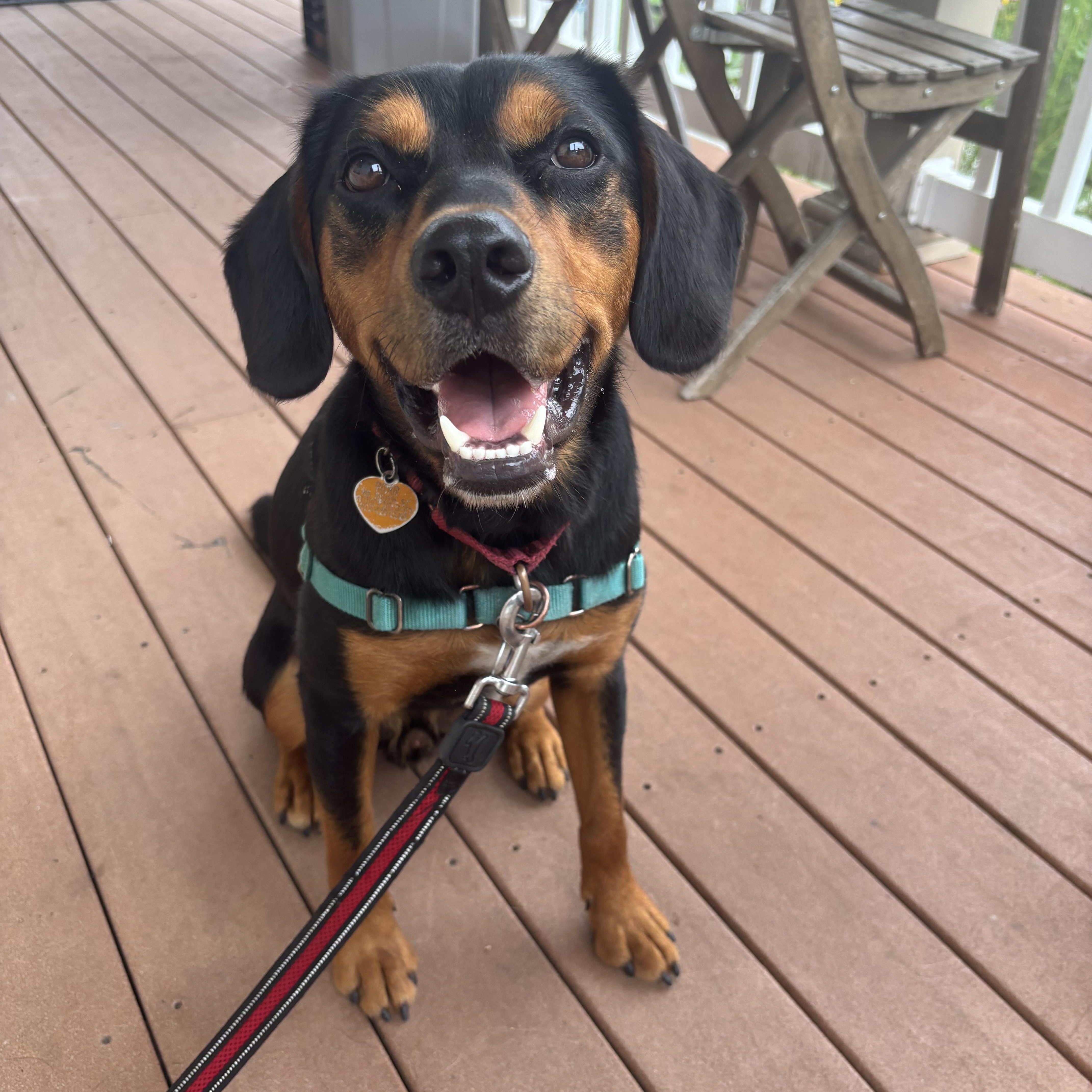 Renny, a Adoptable Mixed Breed in Ridgefield, CT image 3/6