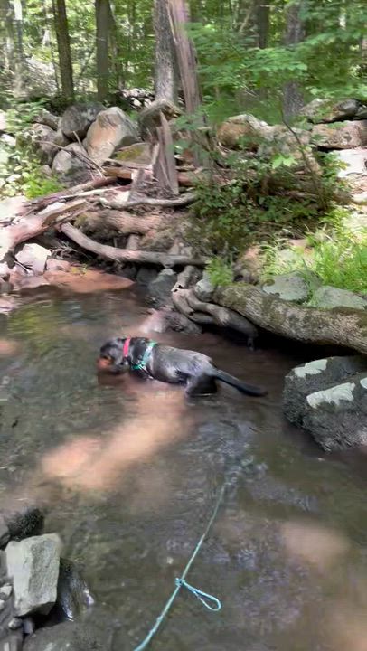 Enlarge Renny, a Adoptable Mixed Breed in Ridgefield, CT video 4/6