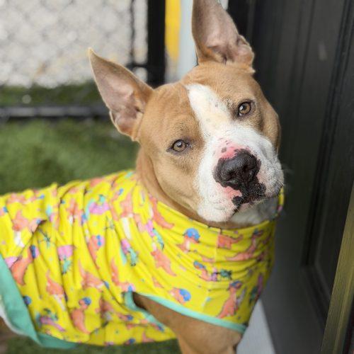 Dino, a Adoptable mixed breed in Georgetown, KY image 2/6