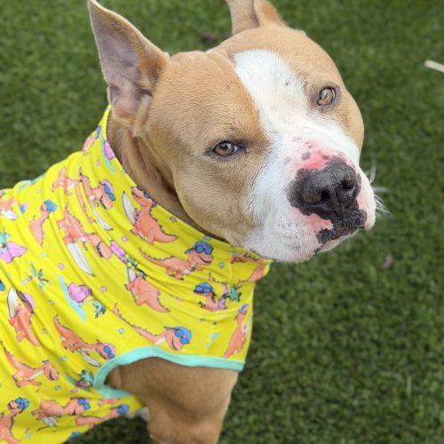 Dino, a Adoptable mixed breed in Georgetown, KY image 3/6