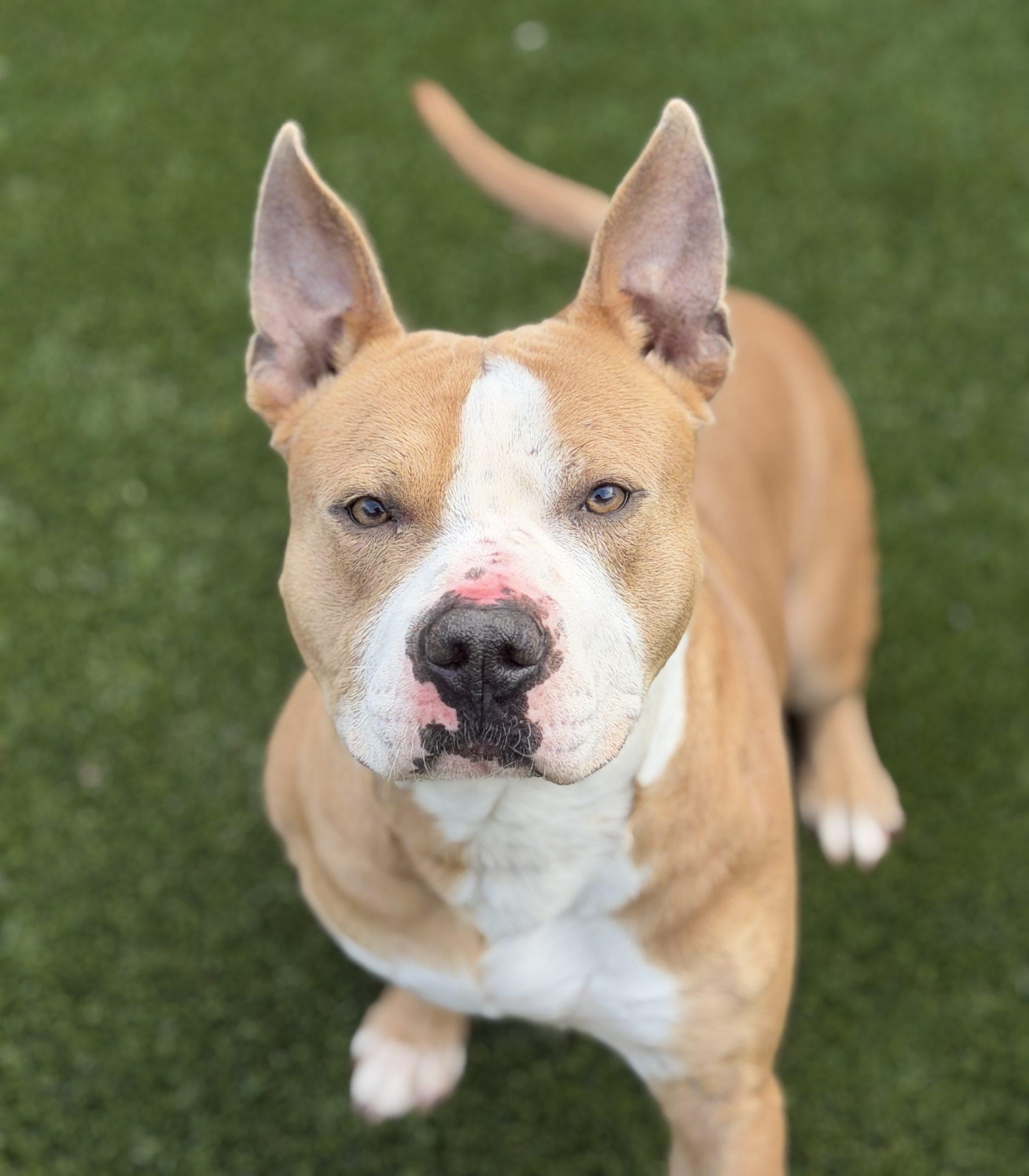 Dino, a Adoptable mixed breed in Georgetown, KY image 2/6