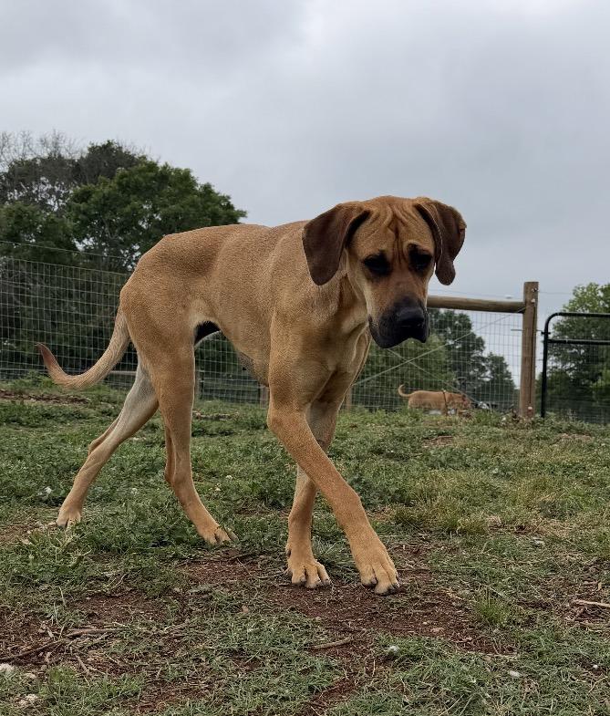 Enlarge Nala, a ADOPTABLE mixed breed in Williamston, SC image 2/2