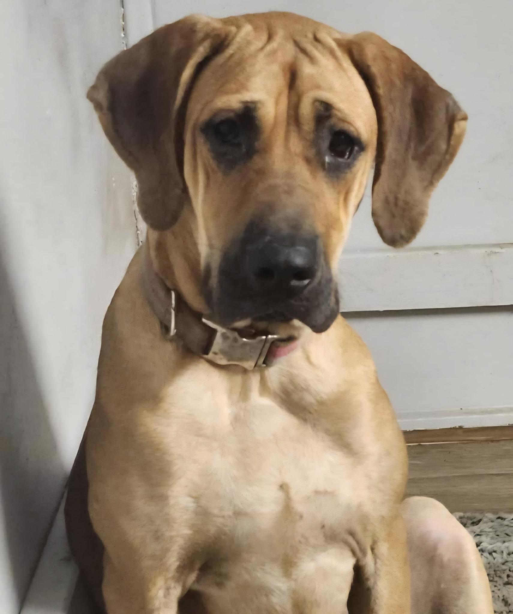 Nala, ADOPTABLE, Young Female Great Dane & Bullmastiff.