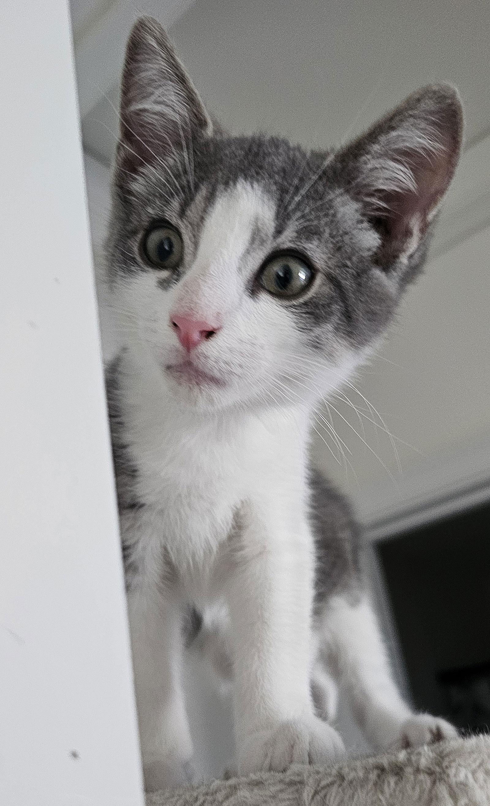 Enlarge Dax, a Adoptable Domestic Short Hair in Hanover, PA image 1/3