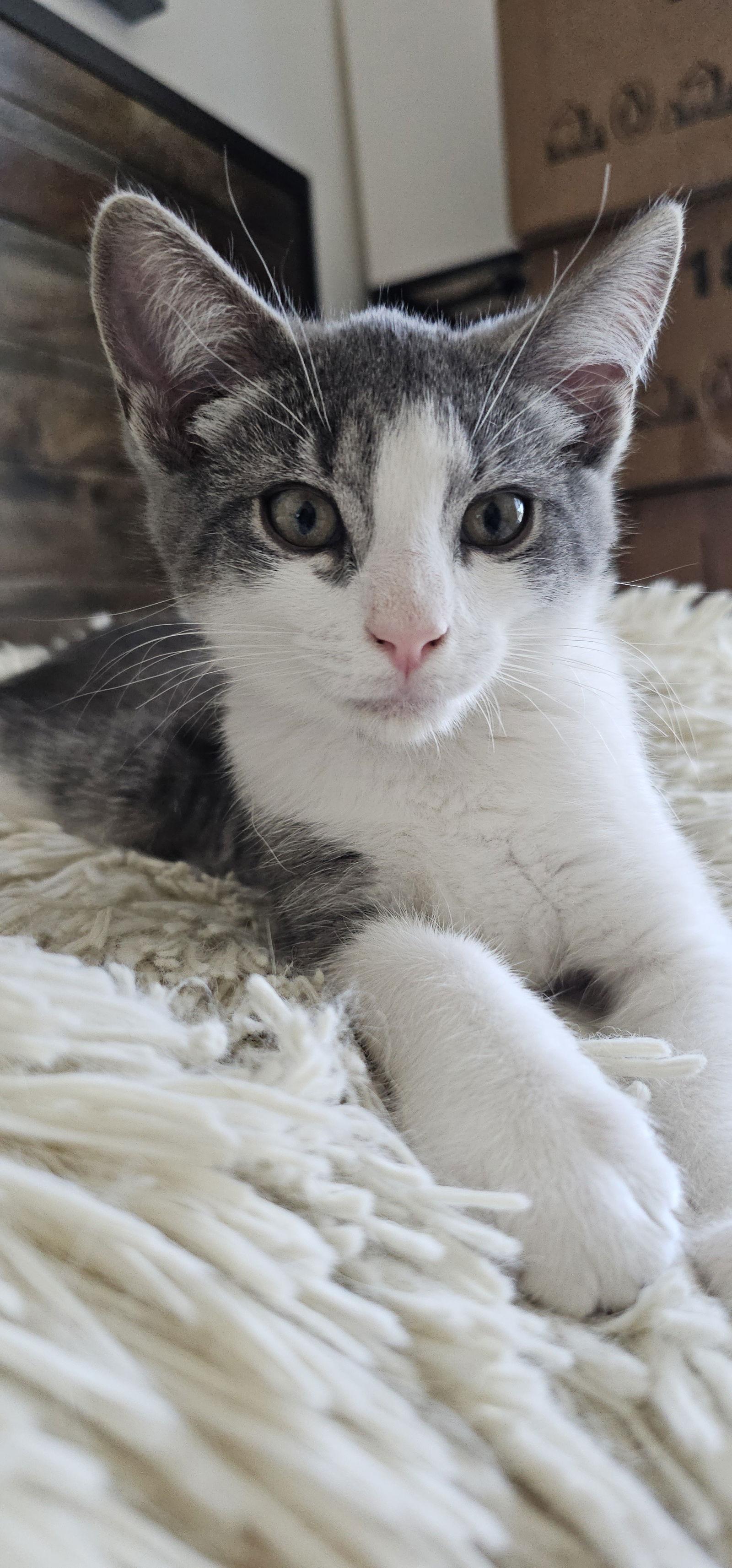 Dax, Adoptable, Adult Male Domestic Short Hair.