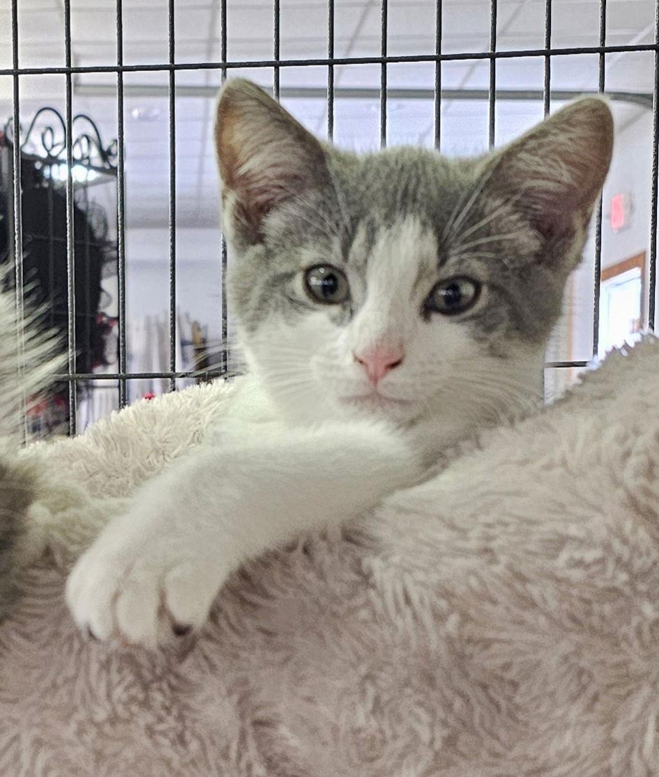 Enlarge Dax, a Adoptable Domestic Short Hair in Hanover, PA image 3/3