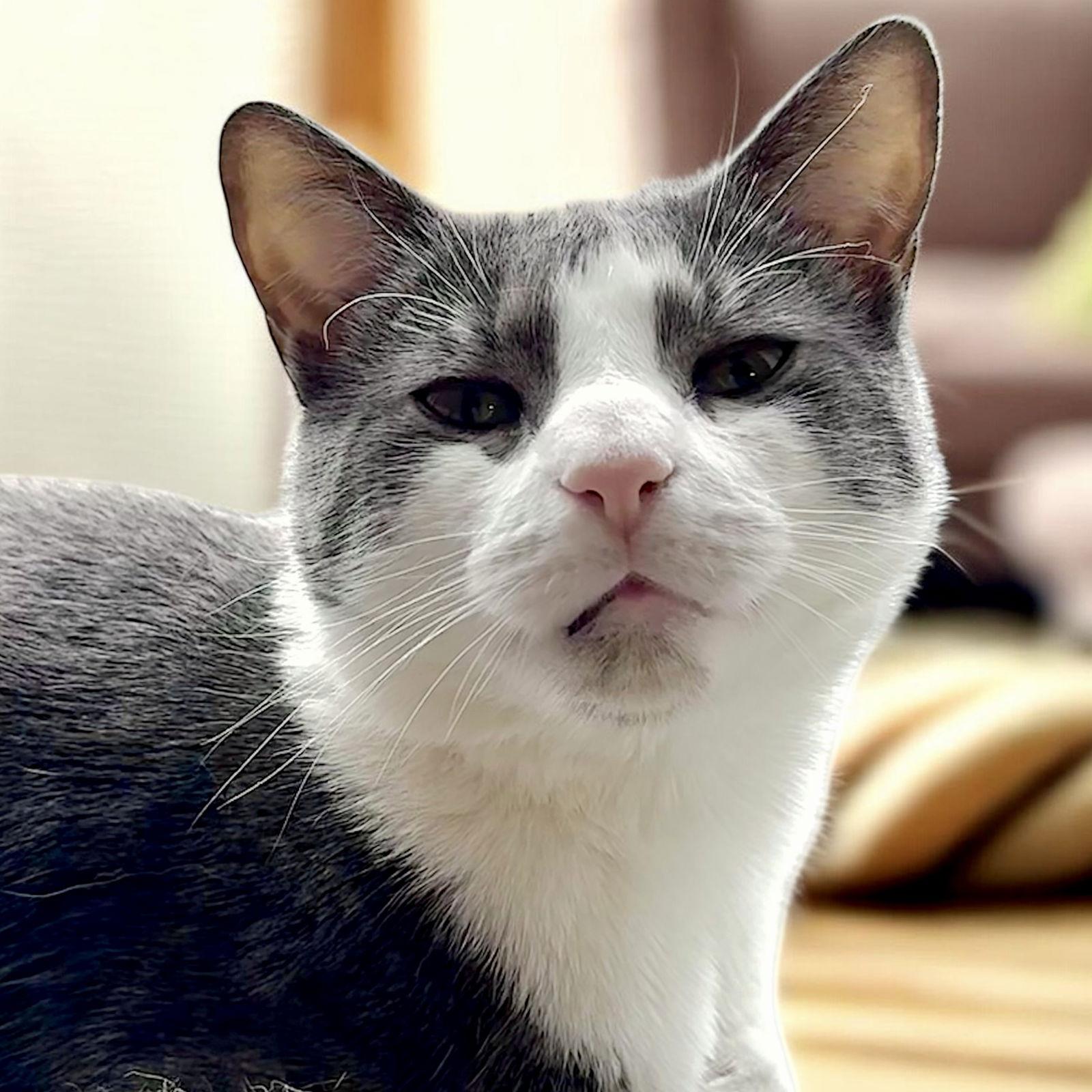 Enlarge Dax, a Adoptable Domestic Short Hair in Hanover, PA image 3/3