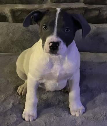 Enlarge Tinkerbell (F) -Tulip (F) - and Tiny (M), an adopted mixed breed in Mount Bethel, PA image 4/5