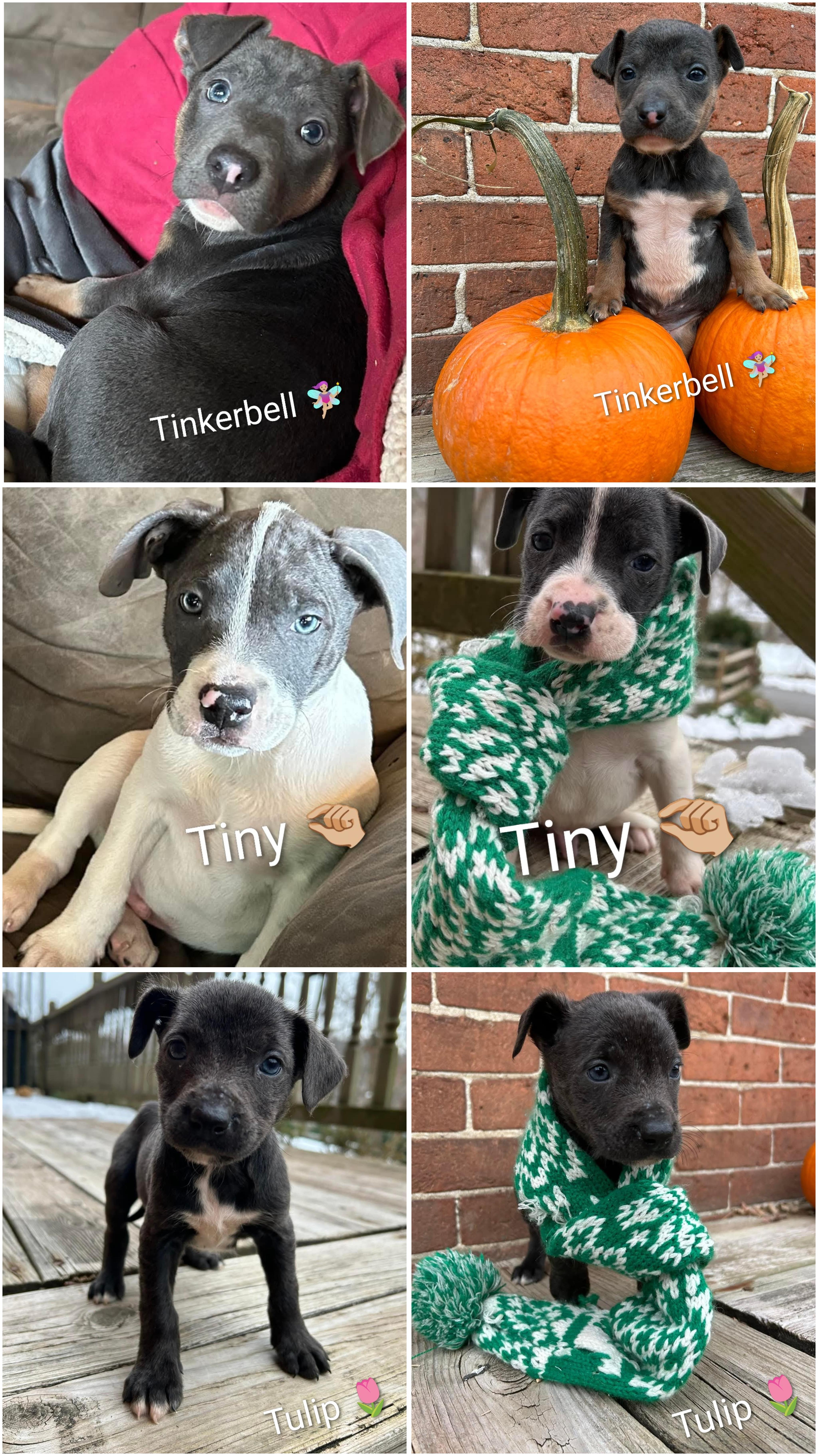 Enlarge Tinkerbell (F) -Tulip (F) - and Tiny (M), an adopted mixed breed in Mount Bethel, PA image 2/5