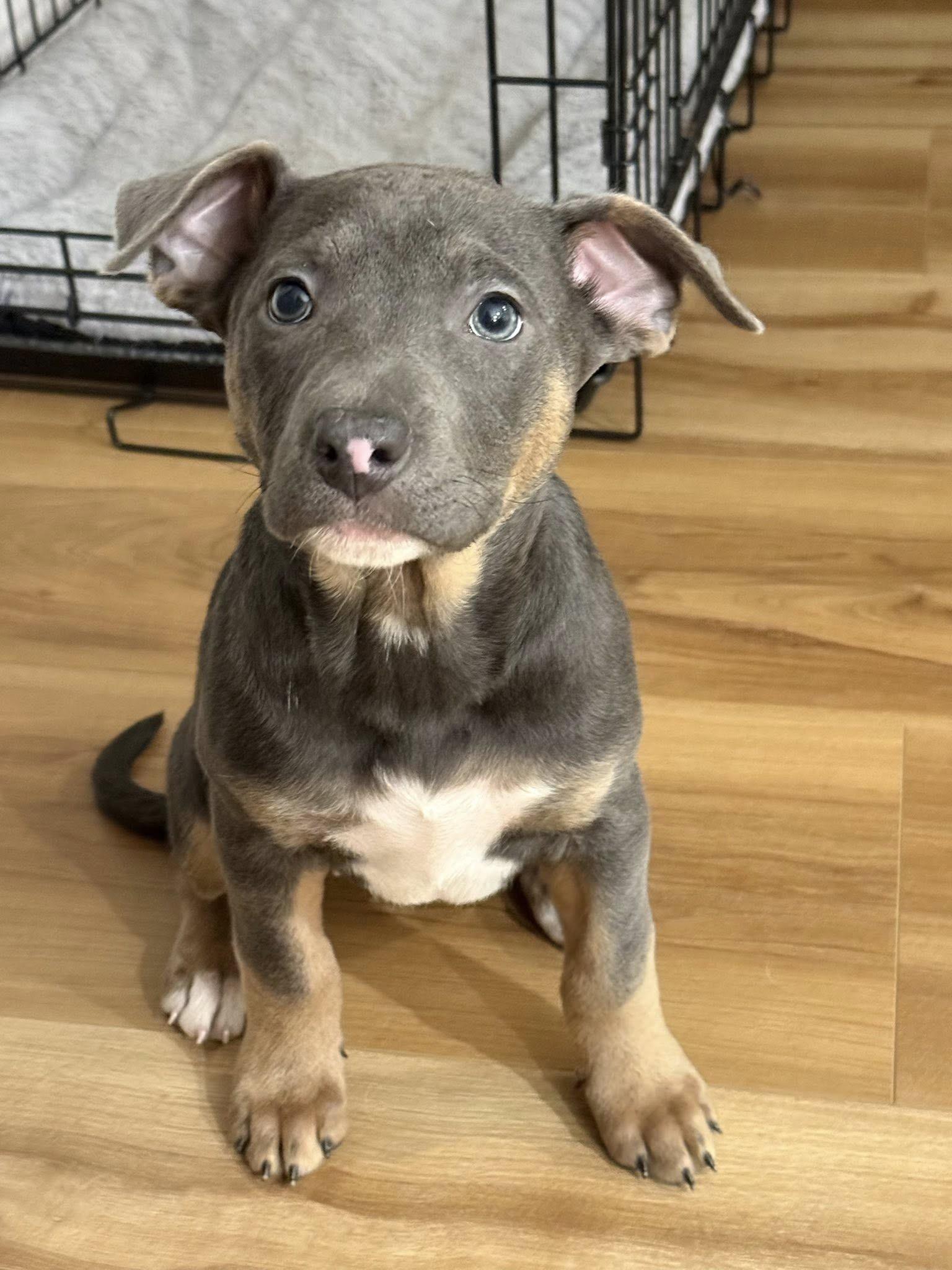 Enlarge Tinkerbell (F) -Tulip (F) - and Tiny (M), an adopted mixed breed in Mount Bethel, PA image 5/5