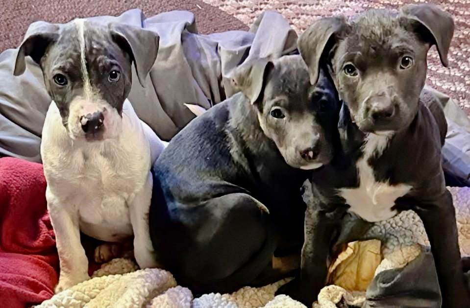 Enlarge Tinkerbell (F) -Tulip (F) - and Tiny (M), an adopted mixed breed in Mount Bethel, PA image 1/5