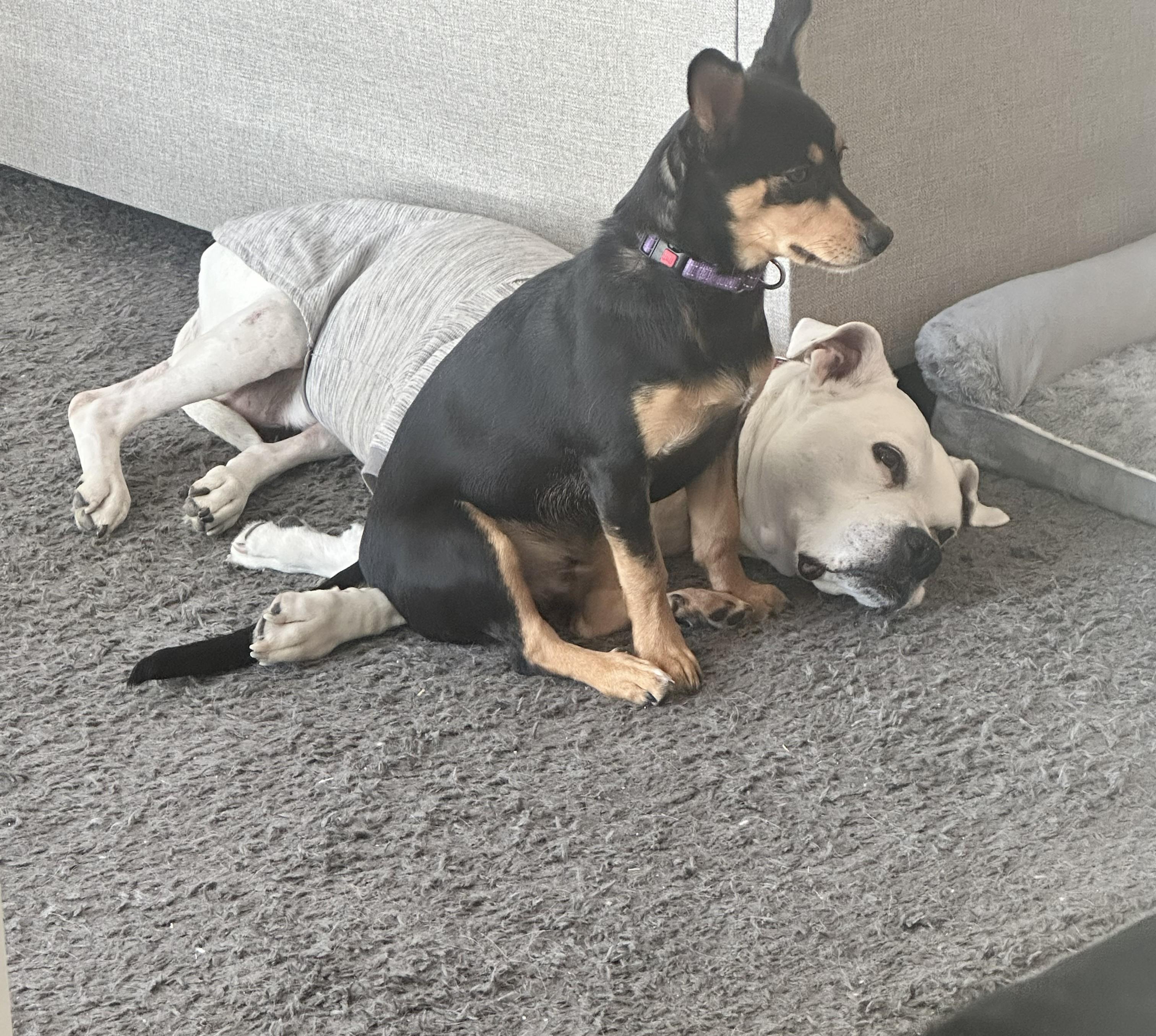 Enlarge Zoe, a Adoptable mixed breed in Severn, MD image 4/6