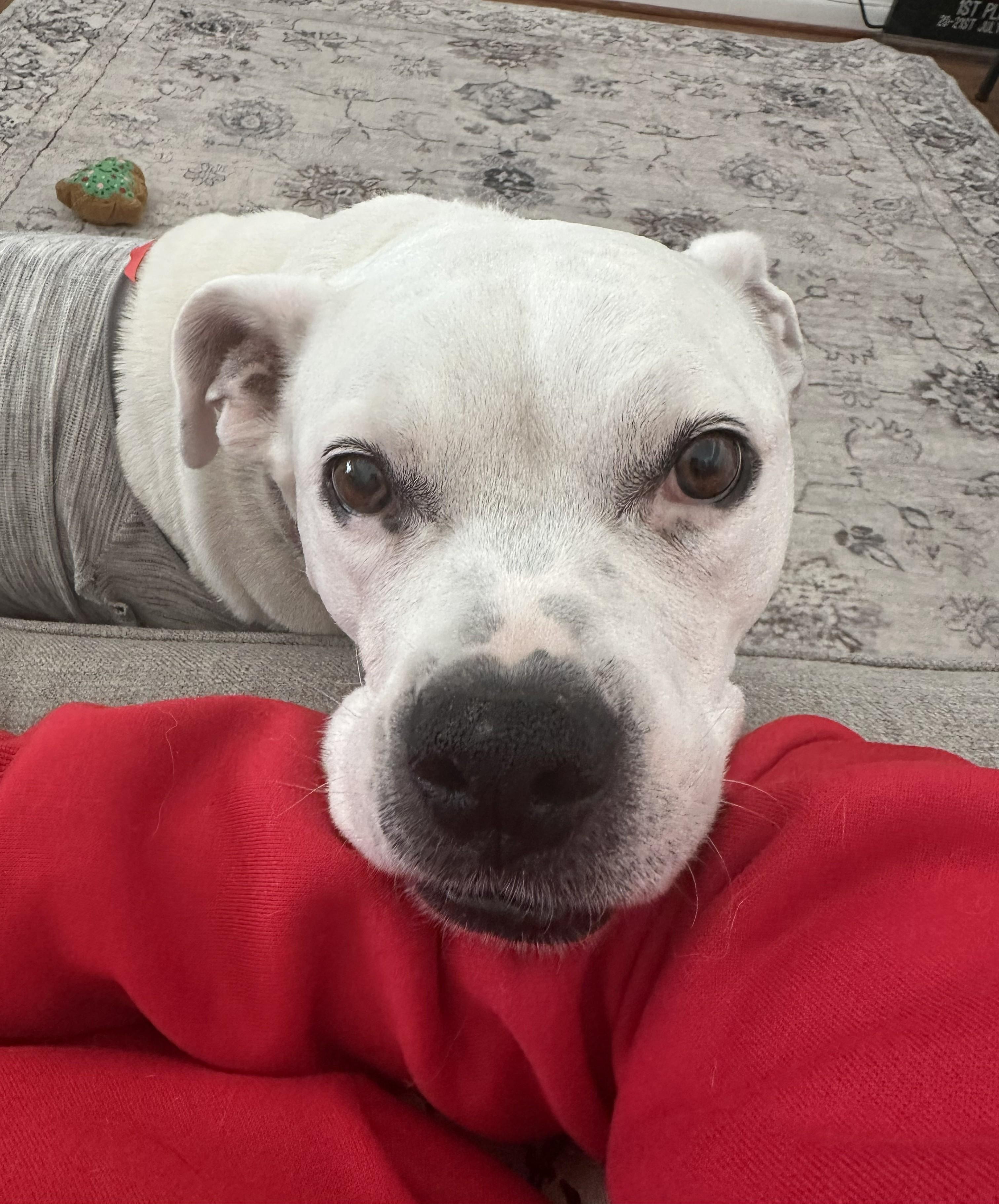 Enlarge Zoe, a Adoptable mixed breed in Severn, MD image 1/6