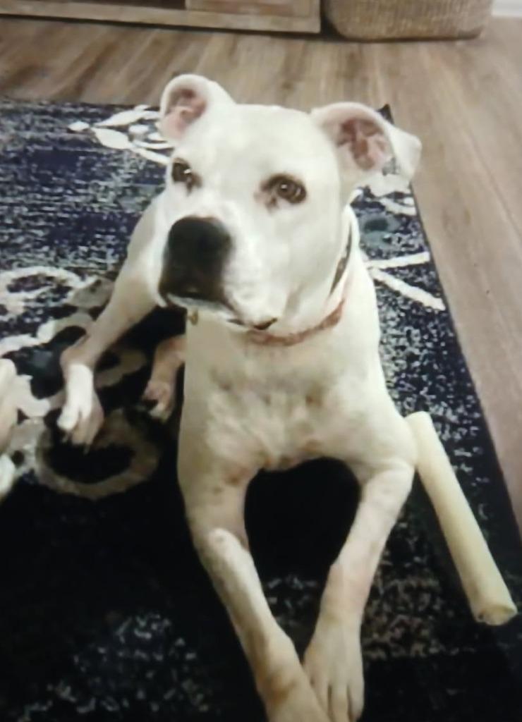 Enlarge Zoe, a Adoptable mixed breed in Severn, MD image 1/4