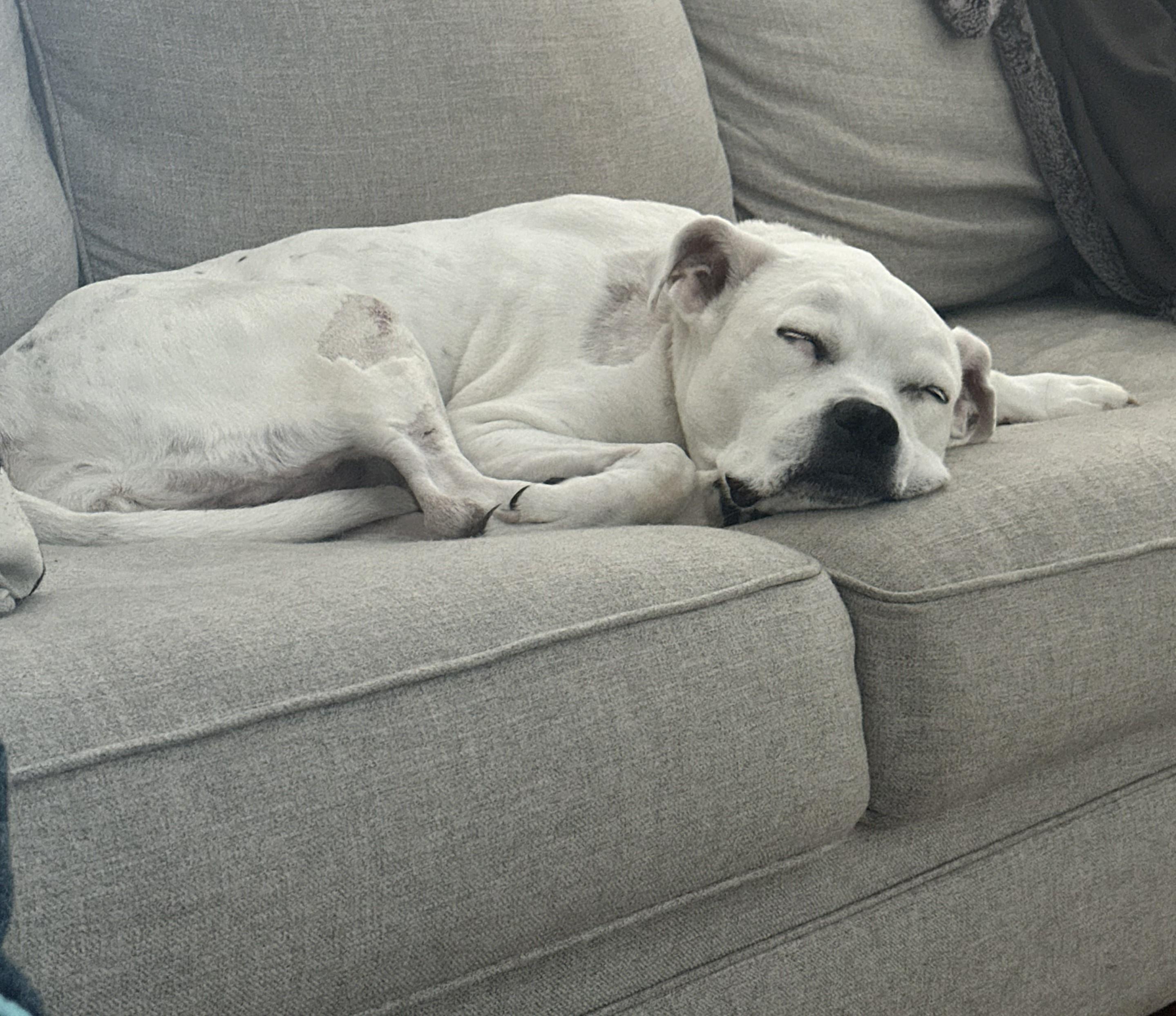 Zoe, Adoptable, Senior Female Pit Bull Terrier.