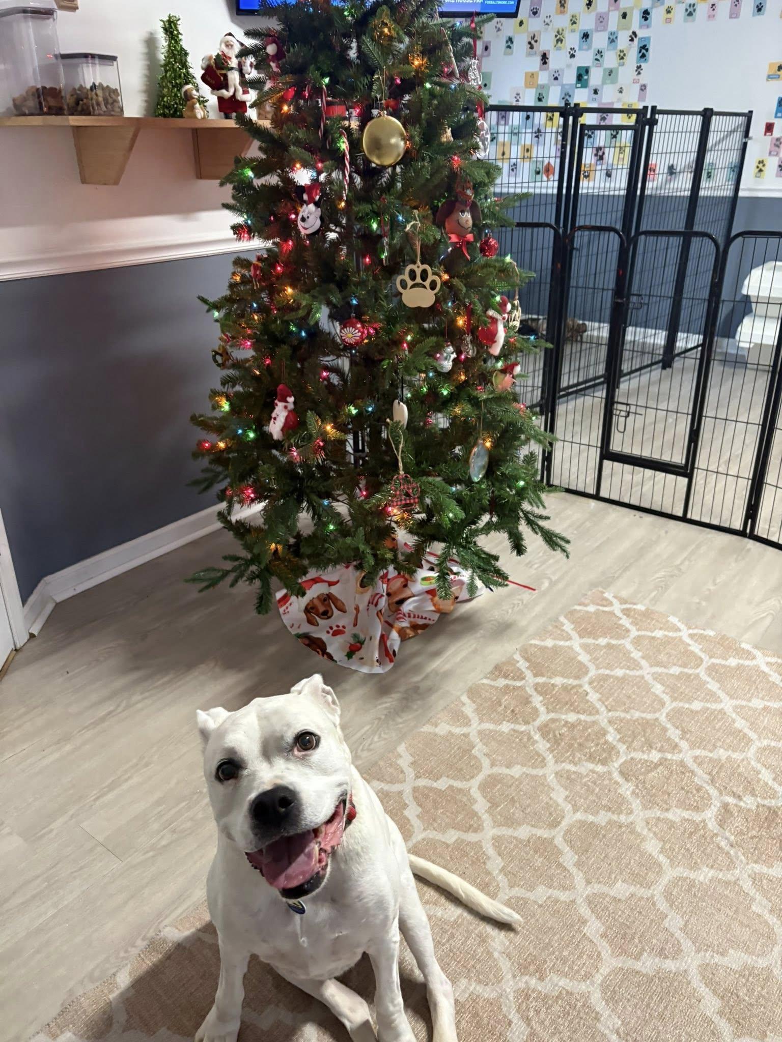 Enlarge Zoe, a Adoptable mixed breed in Severn, MD image 2/4