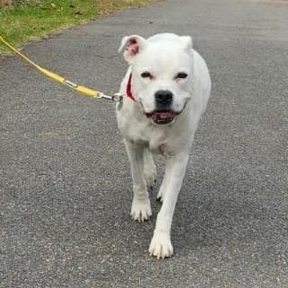 Enlarge Zoe, a Adoptable mixed breed in Severn, MD image 2/6