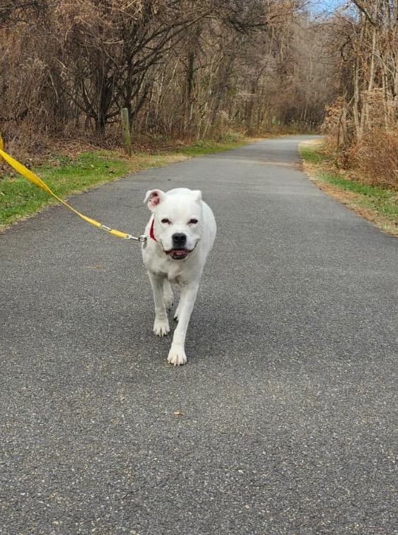 Enlarge Zoe, a Adoptable mixed breed in Severn, MD image 3/4