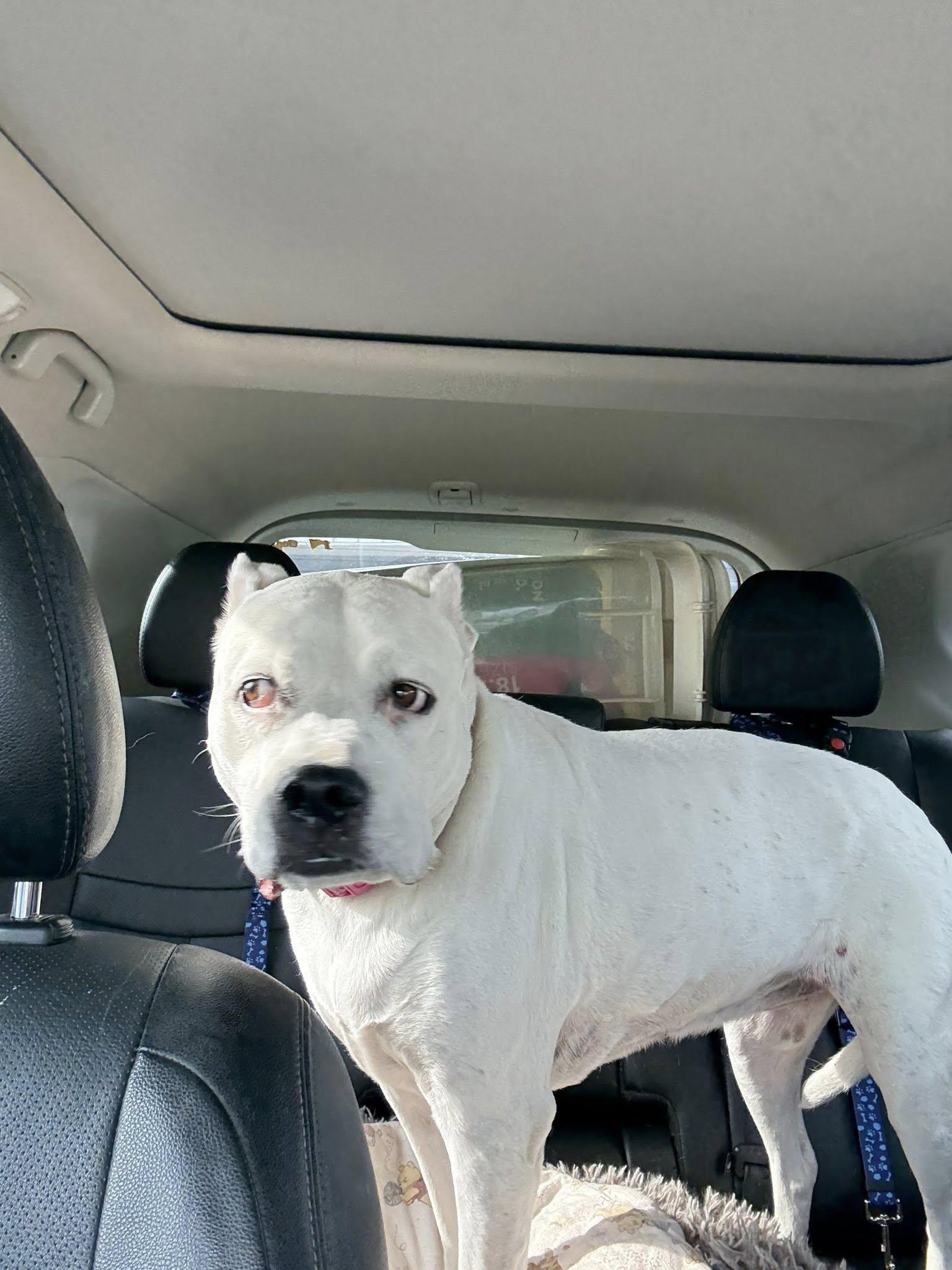 Enlarge Zoe, a Adoptable mixed breed in Severn, MD image 4/4