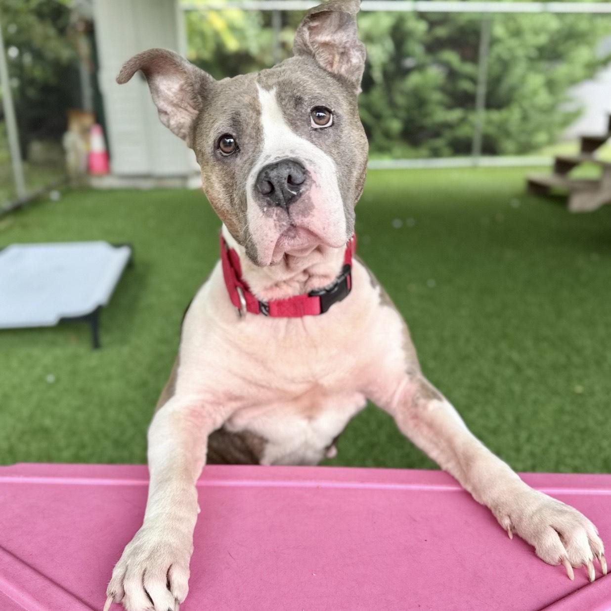 Moet, Adoptable, Senior Female Pit Bull Terrier.
