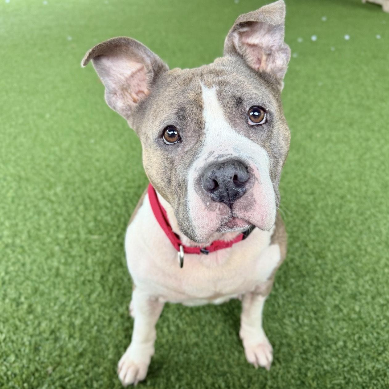 Enlarge Moet, a Adoptable mixed breed in Eatontown, NJ image 2/4