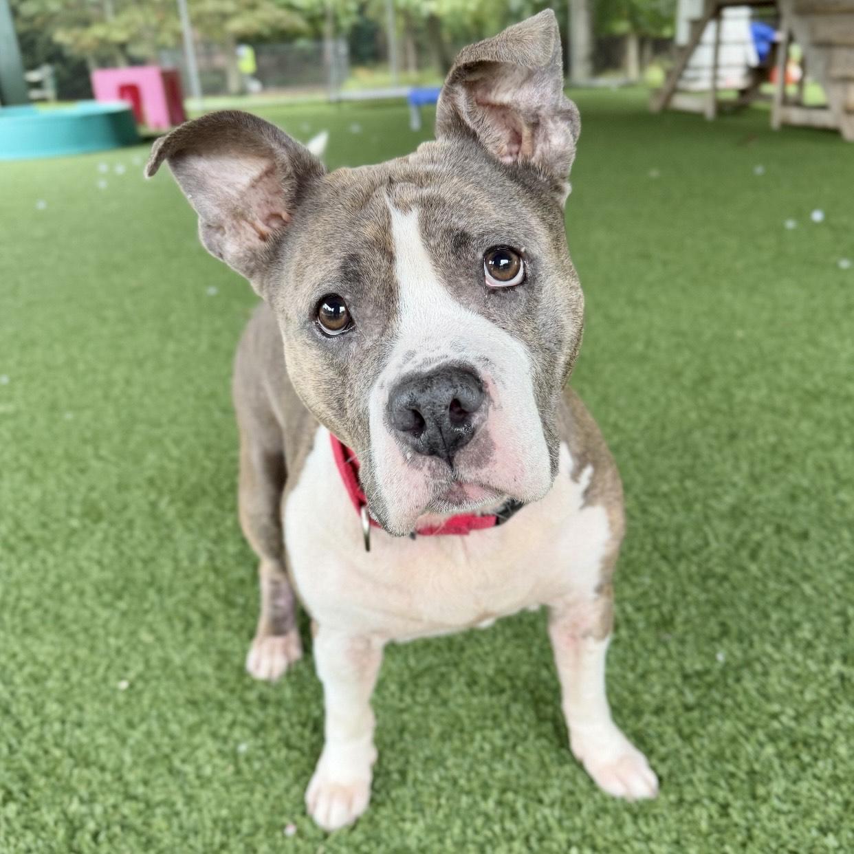 Enlarge Moet, a Adoptable mixed breed in Eatontown, NJ image 3/4