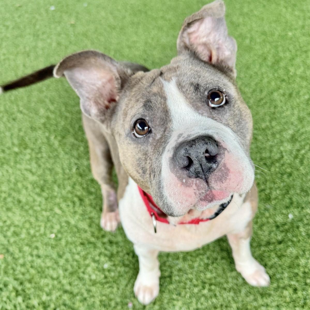 Enlarge Moet, a Adoptable mixed breed in Eatontown, NJ image 4/4