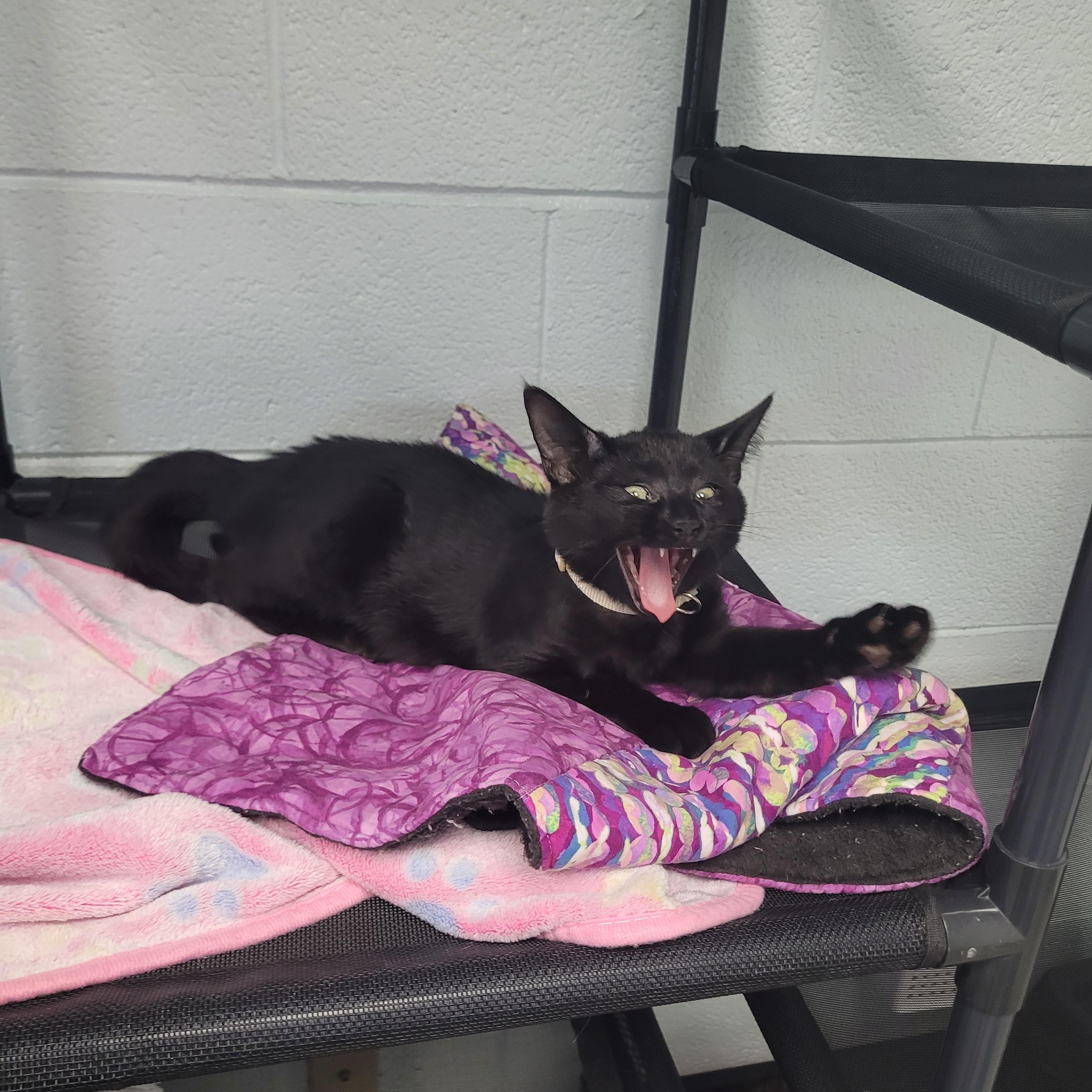 Enlarge Tito, a Adoptable Domestic Short Hair in Morganton, NC image 3/3