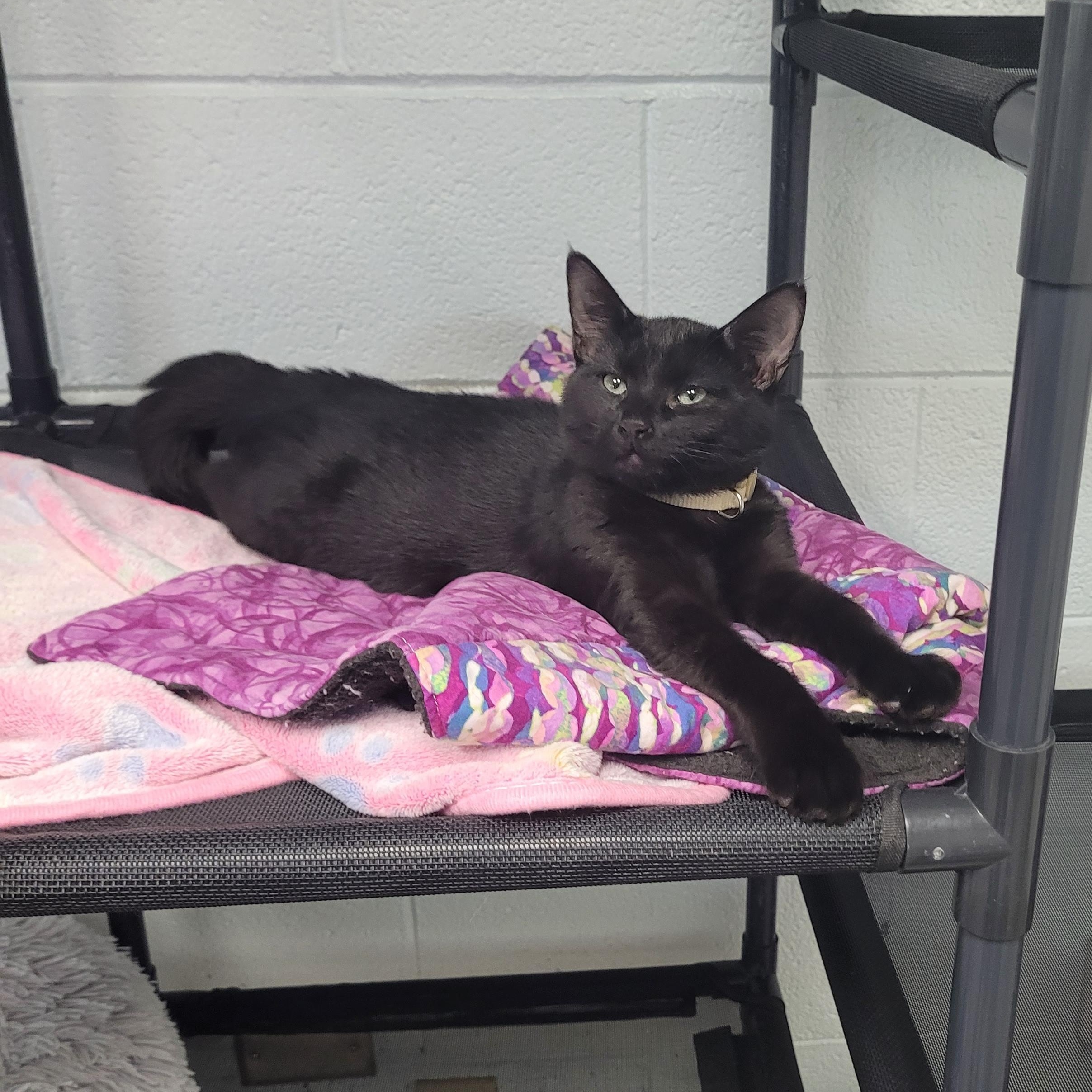 Enlarge Tito, a Adoptable Domestic Short Hair in Morganton, NC image 2/3
