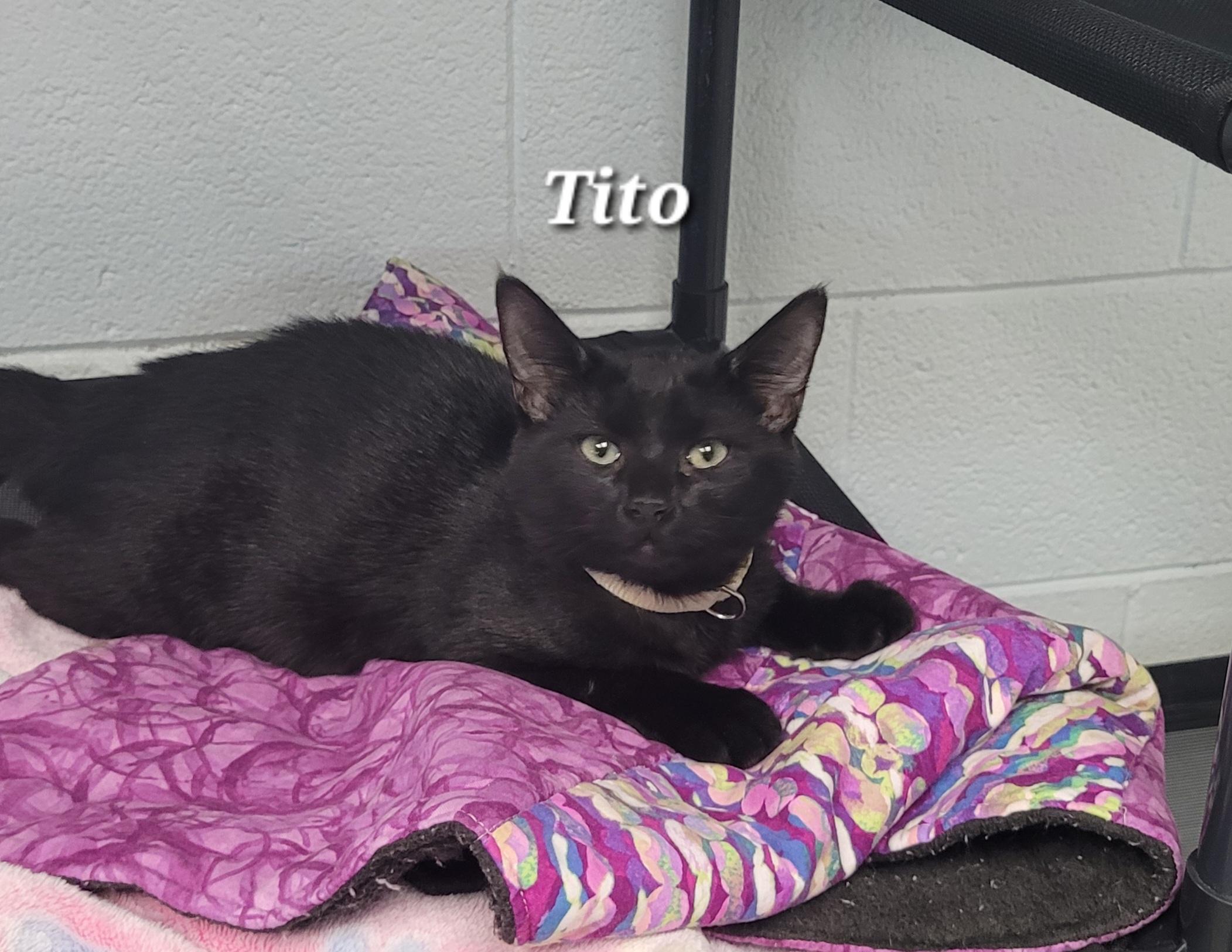 Tito, Adoptable, Kitten Male Domestic Short Hair.