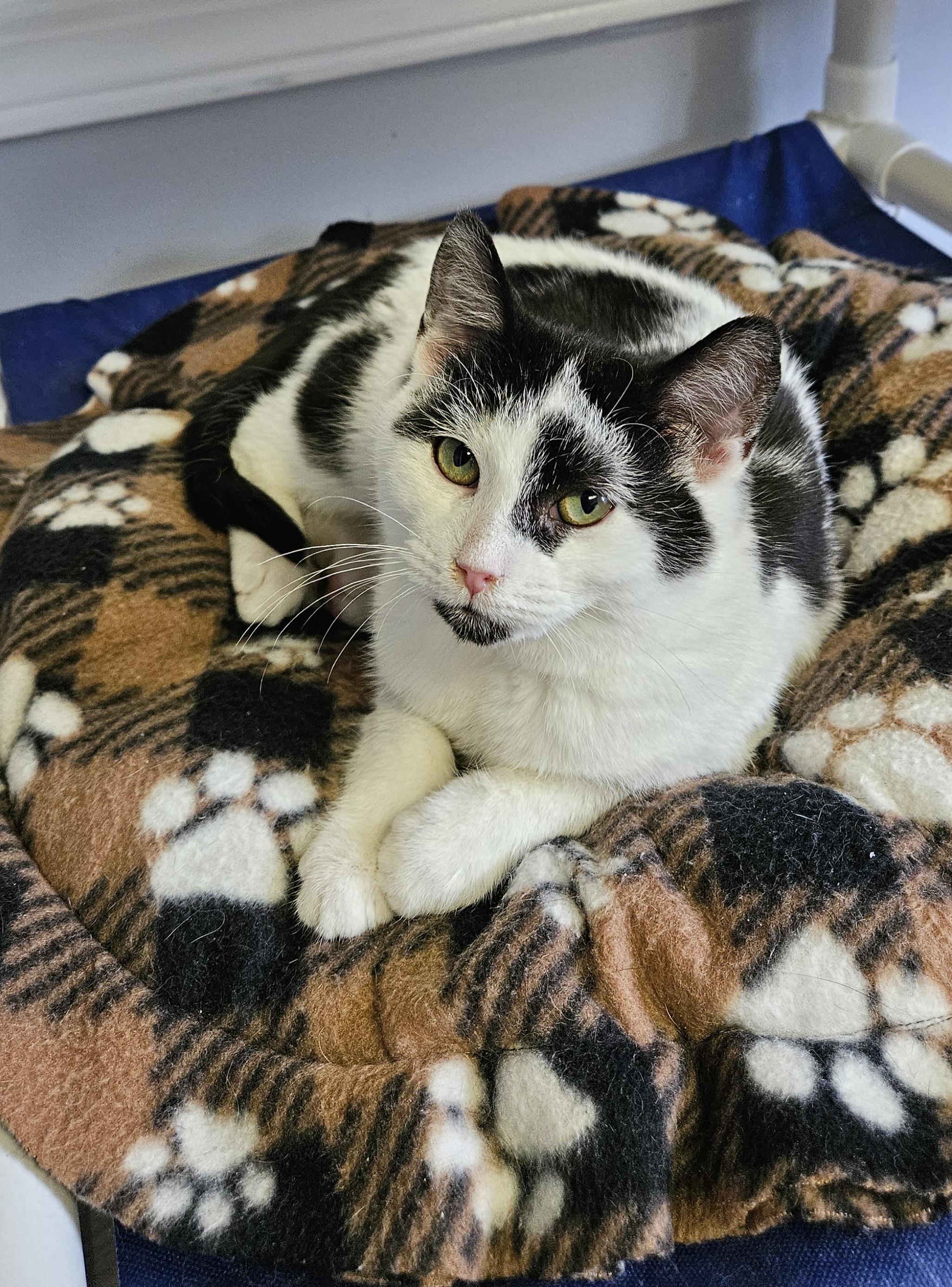 Pirate, a ADOPTABLE Domestic Short Hair in Brockport, NY image 4/5