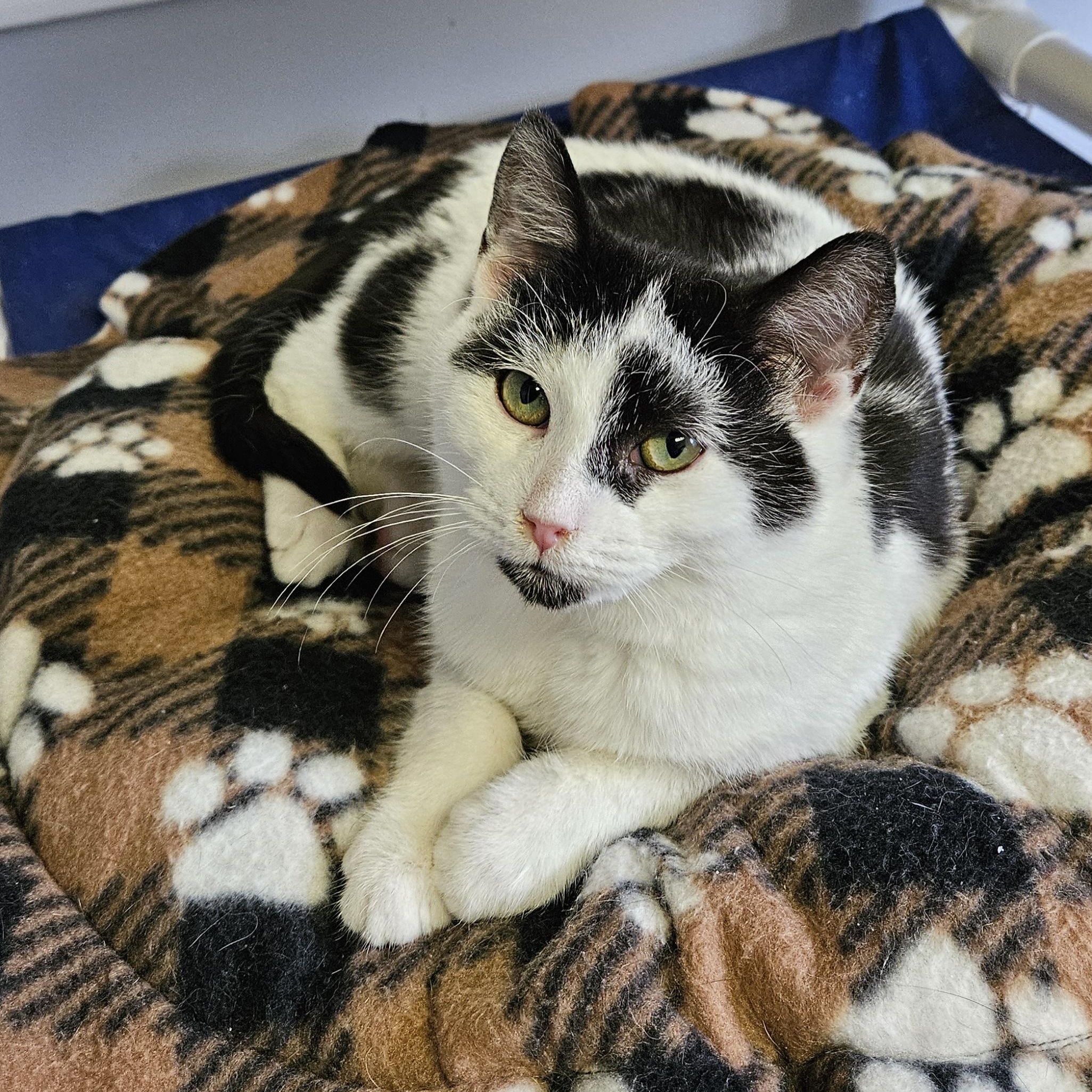 Enlarge Pirate, a ADOPTABLE Domestic Short Hair in Brockport, NY image 5/6