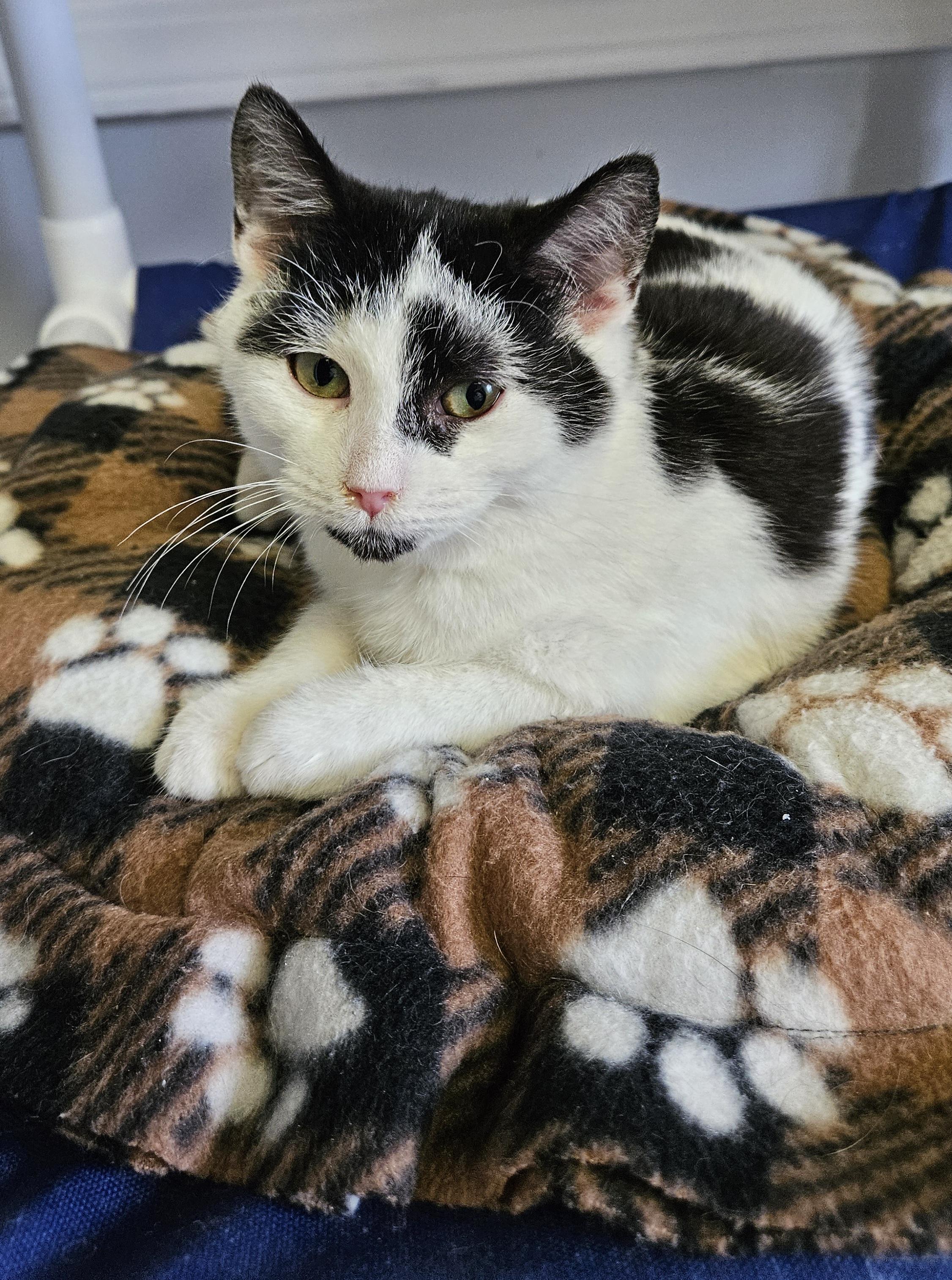 Pirate, a ADOPTABLE Domestic Short Hair in Brockport, NY image 3/5