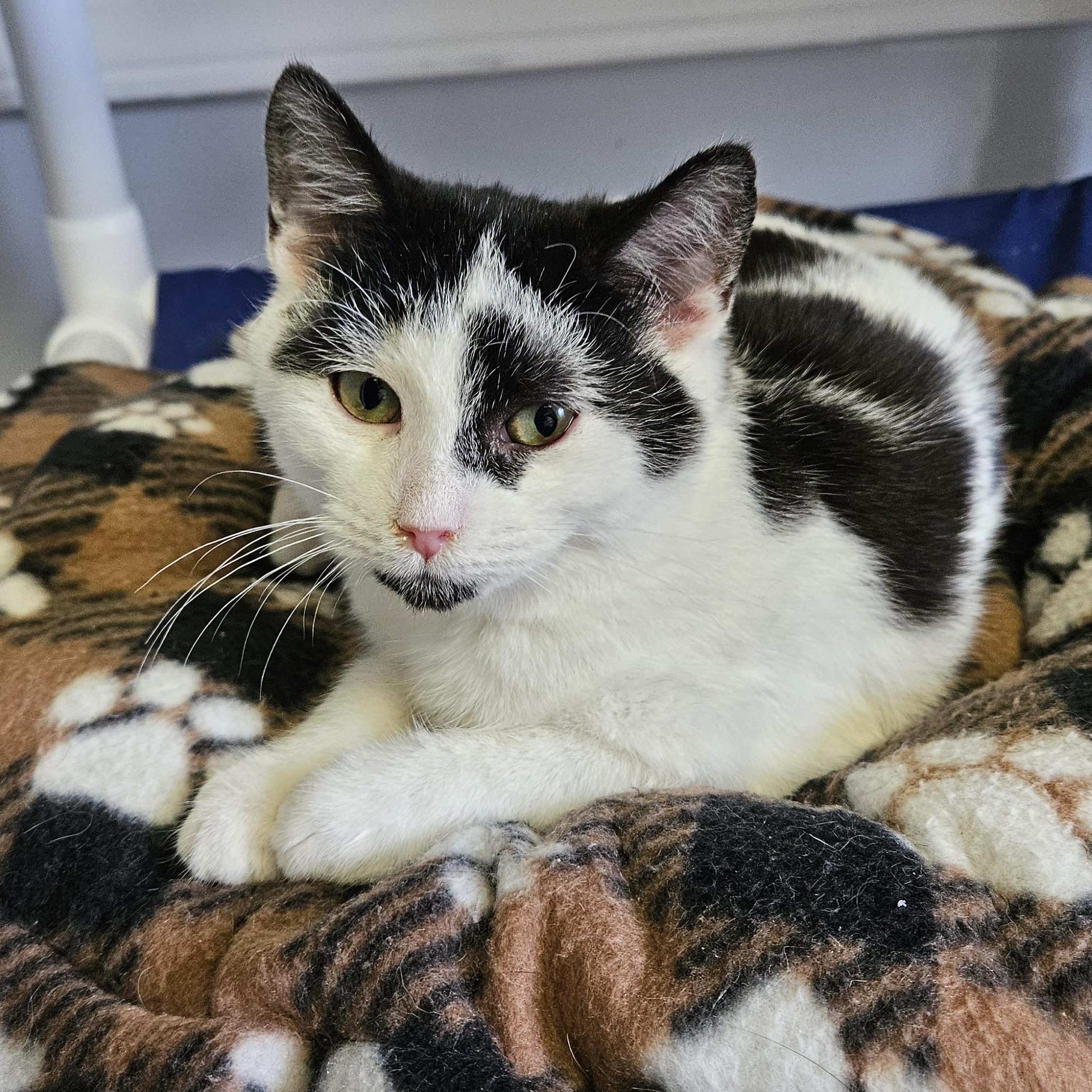 Enlarge Pirate, a ADOPTABLE Domestic Short Hair in Brockport, NY image 4/6