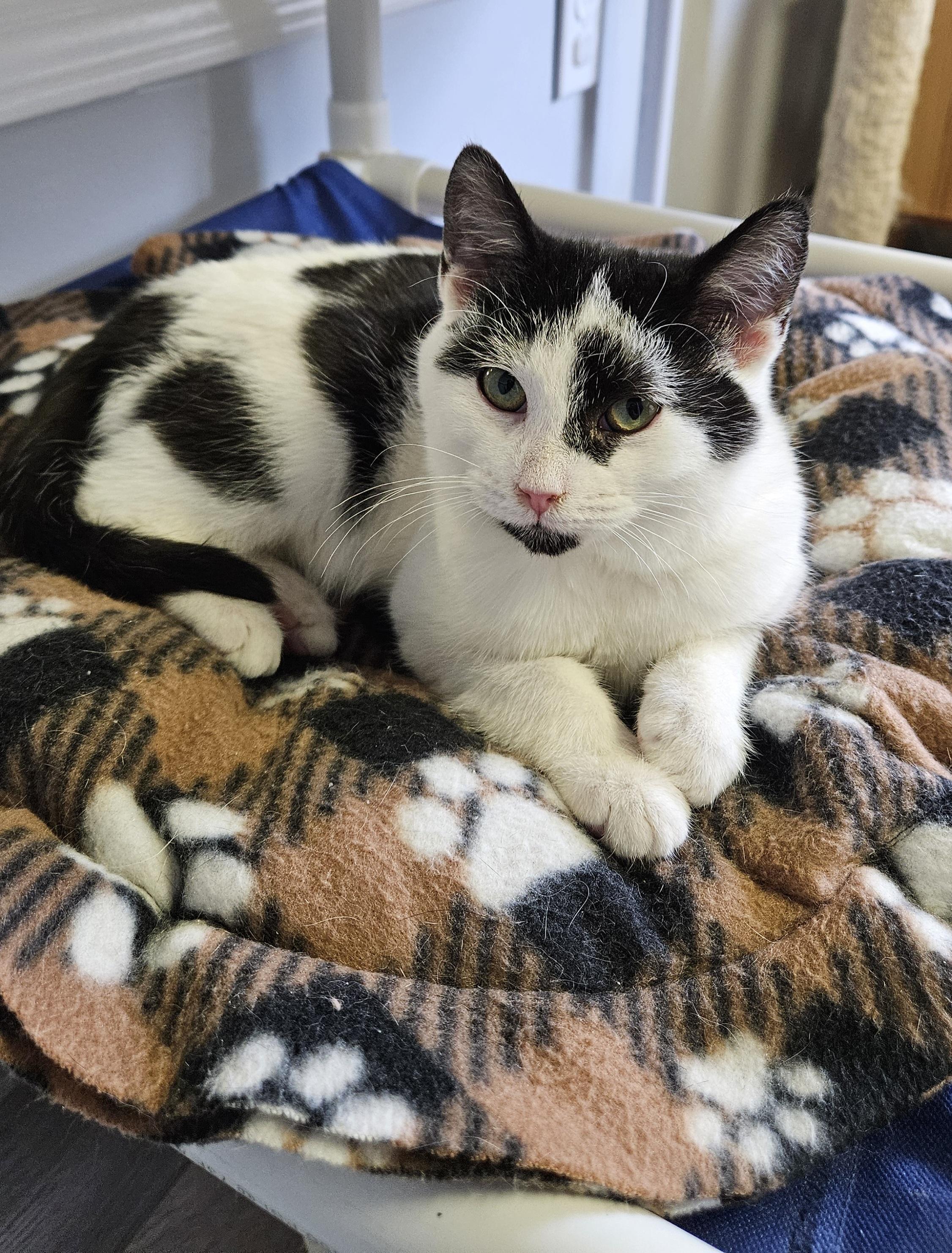 Pirate, a ADOPTABLE Domestic Short Hair in Brockport, NY image 1/5