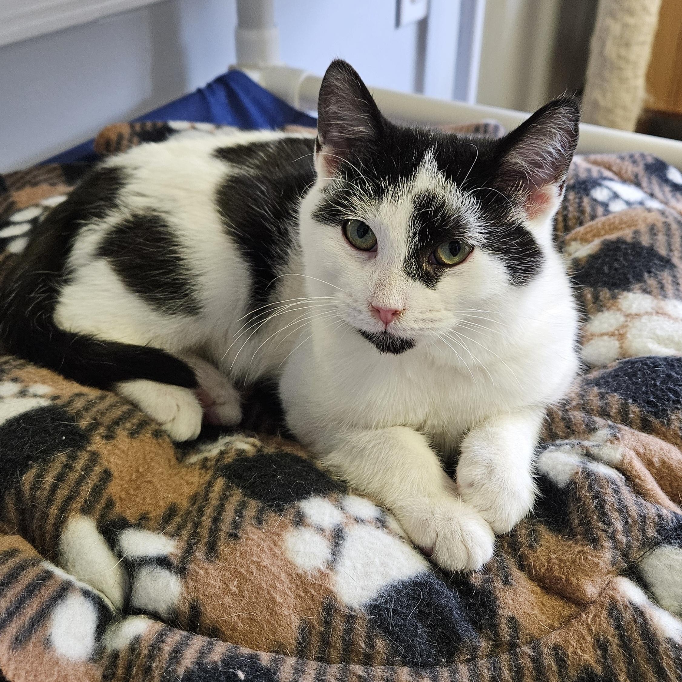 Enlarge Pirate, a ADOPTABLE Domestic Short Hair in Brockport, NY image 2/6