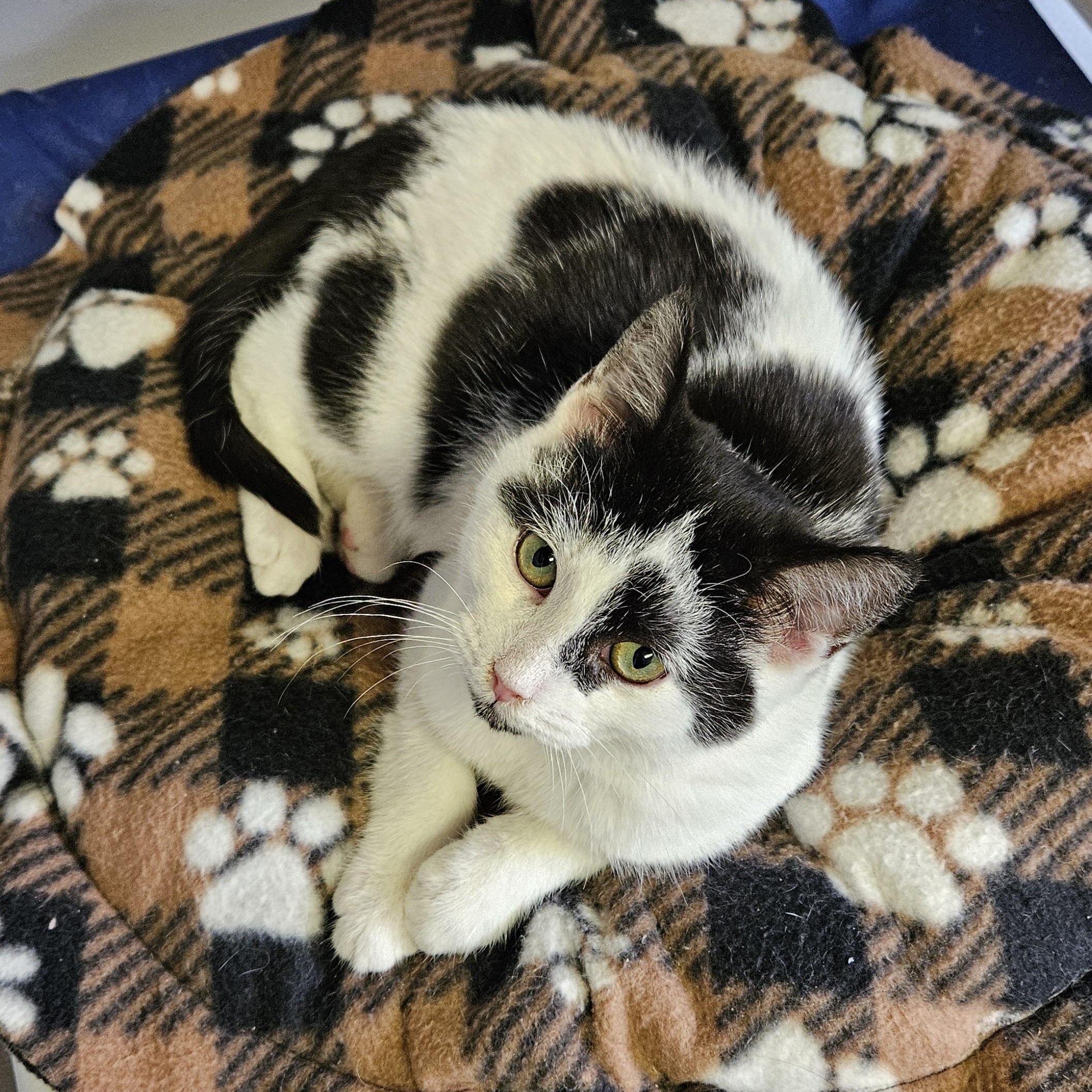 Enlarge Pirate, a ADOPTABLE Domestic Short Hair in Brockport, NY image 6/6