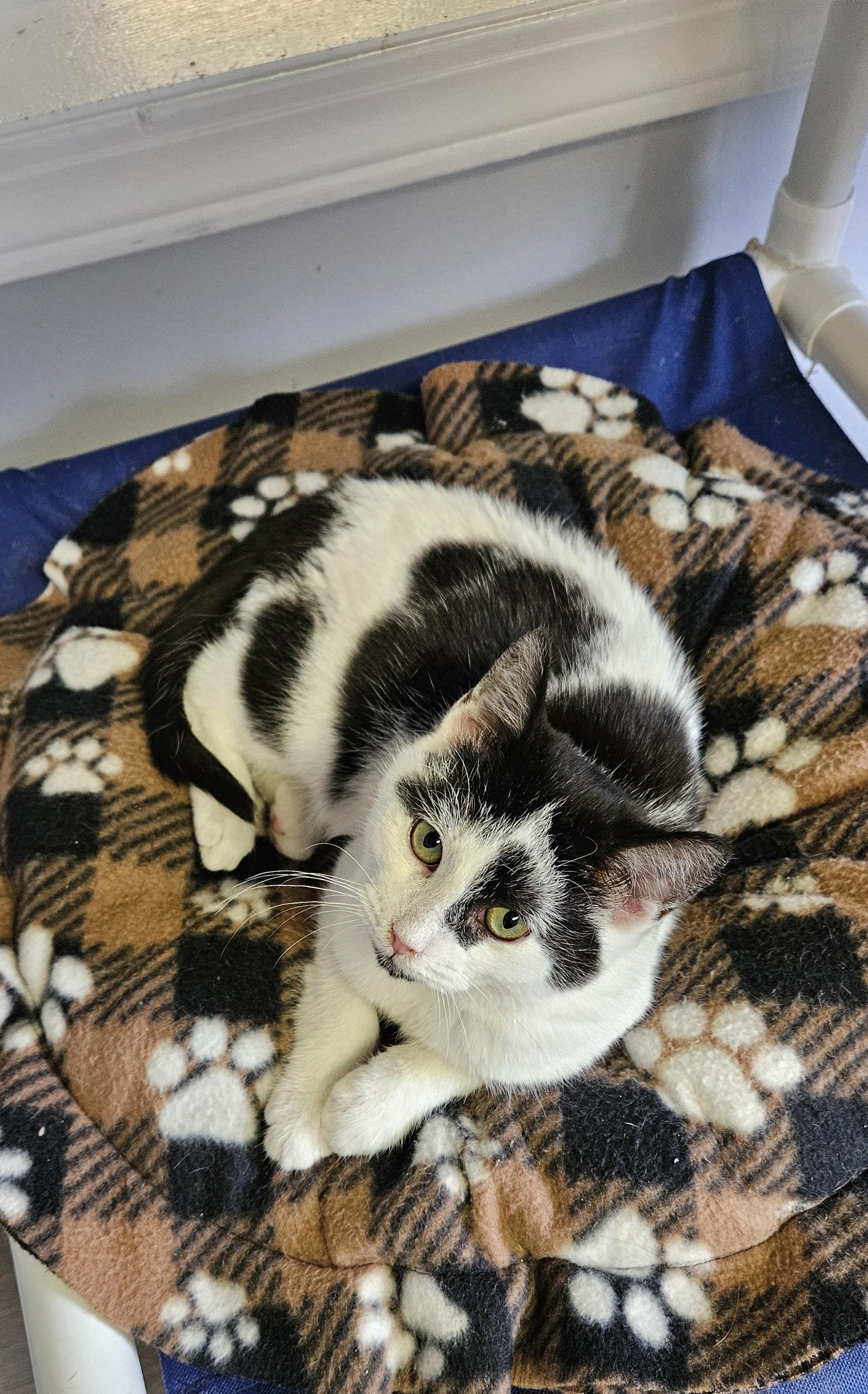 Pirate, a ADOPTABLE Domestic Short Hair in Brockport, NY image 5/5