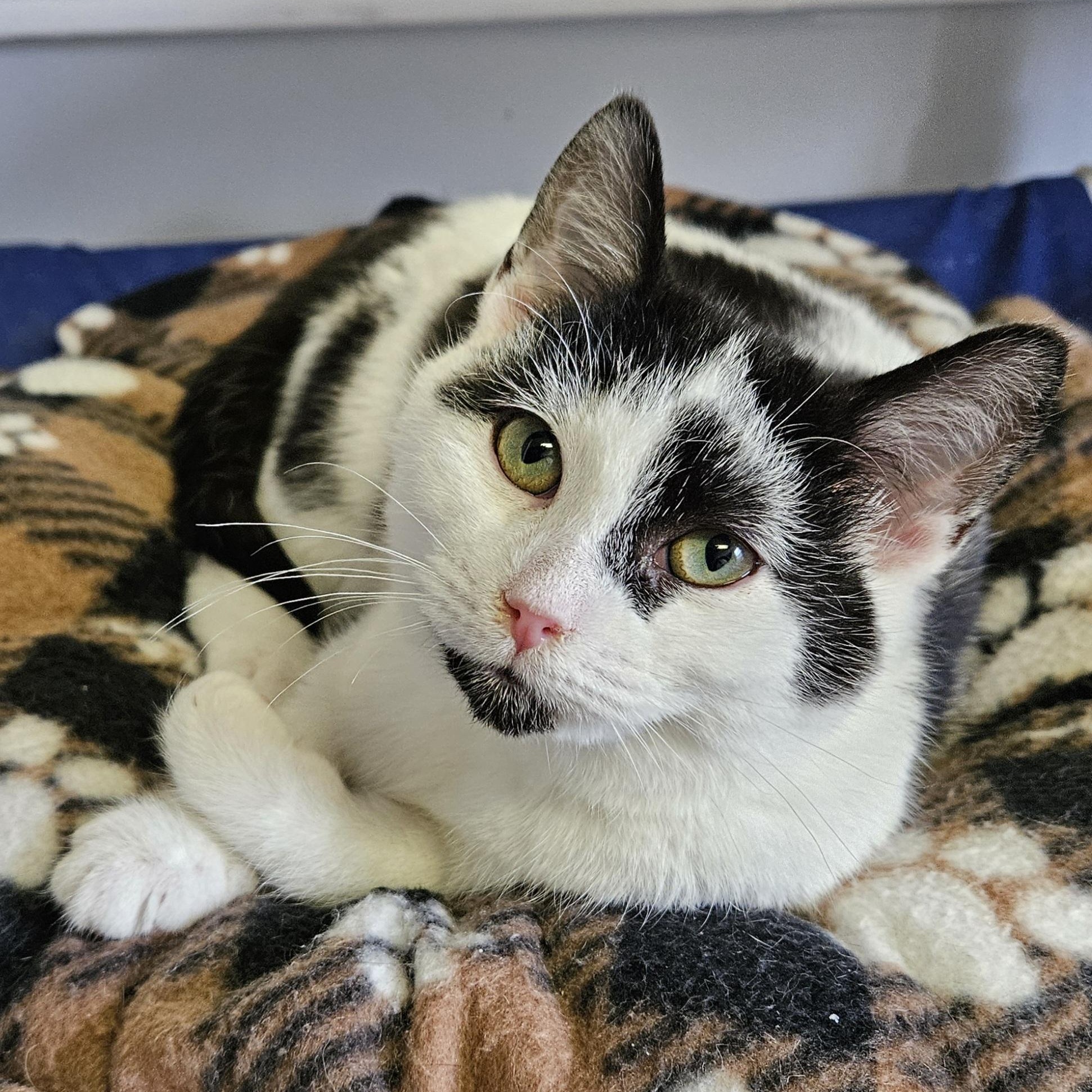 Enlarge Pirate, a ADOPTABLE Domestic Short Hair in Brockport, NY image 3/6