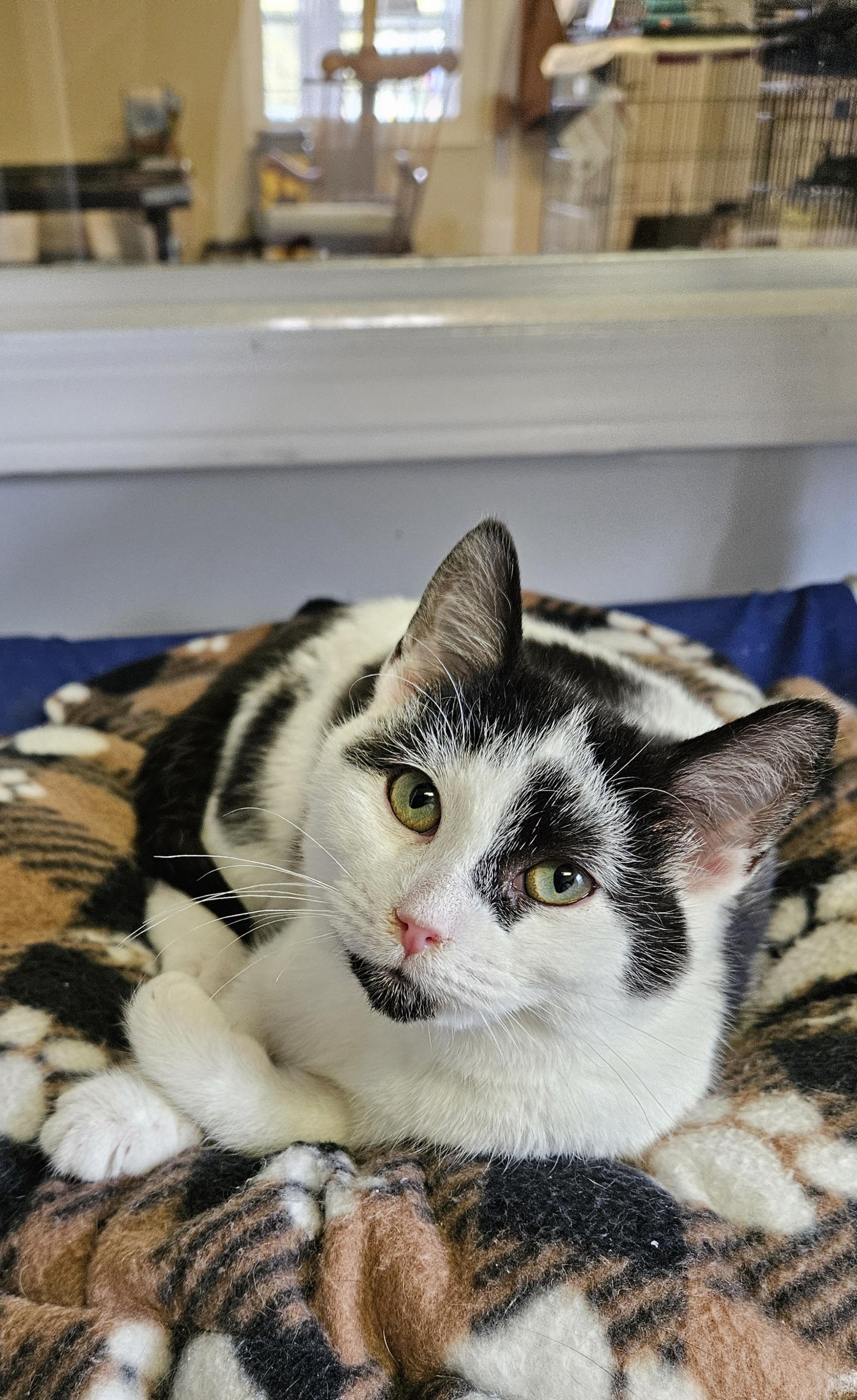 Pirate, a ADOPTABLE Domestic Short Hair in Brockport, NY image 2/5